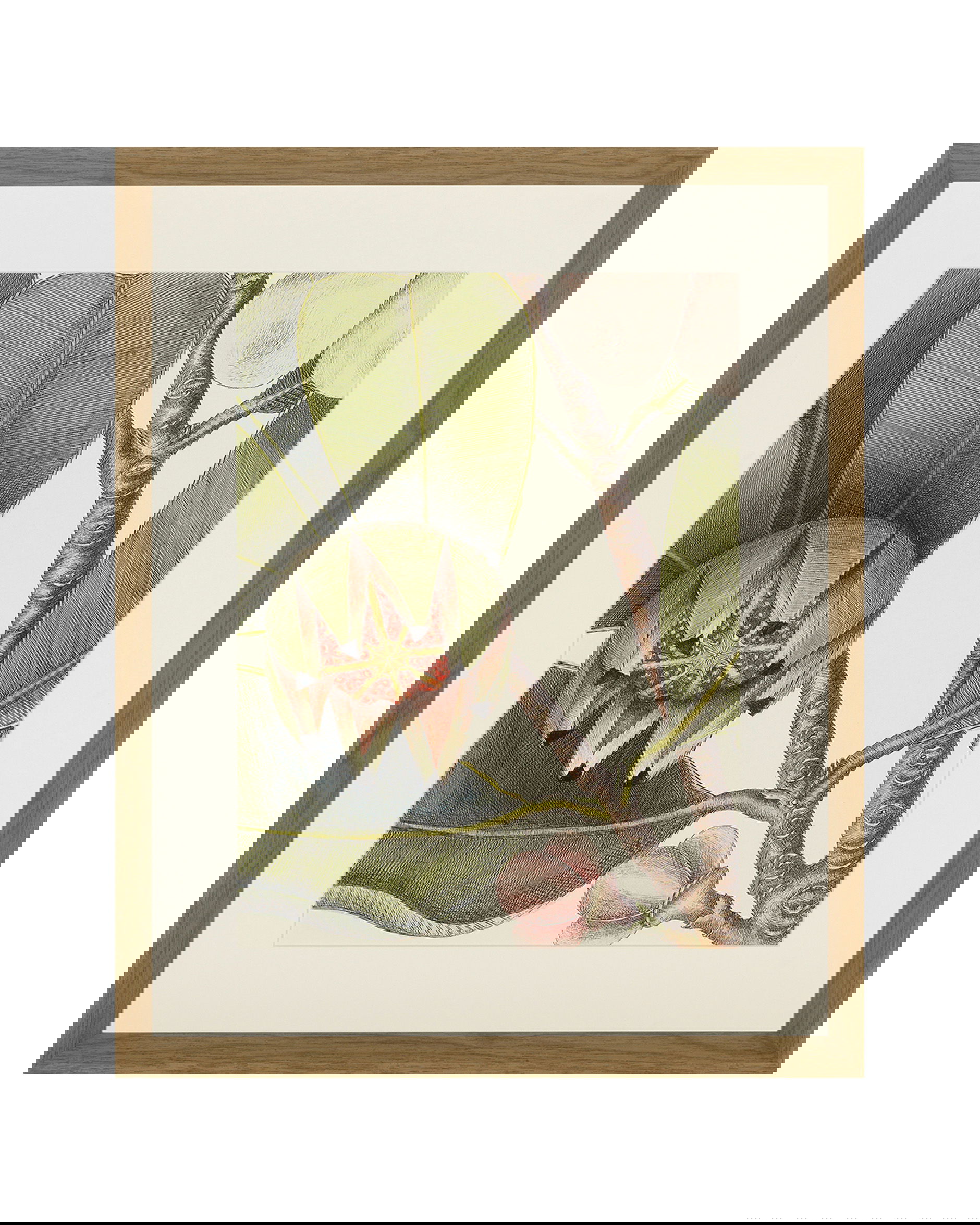 Frog, Balsam, Lizard, Fish (set of 4)