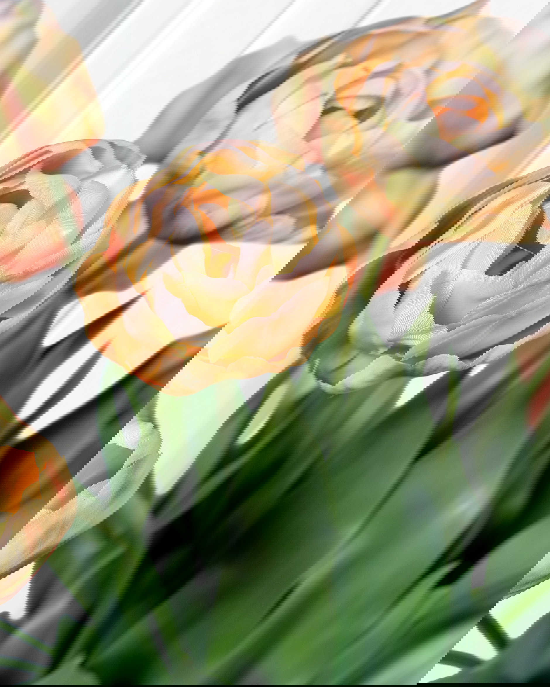 Tulpan snittblomma persika