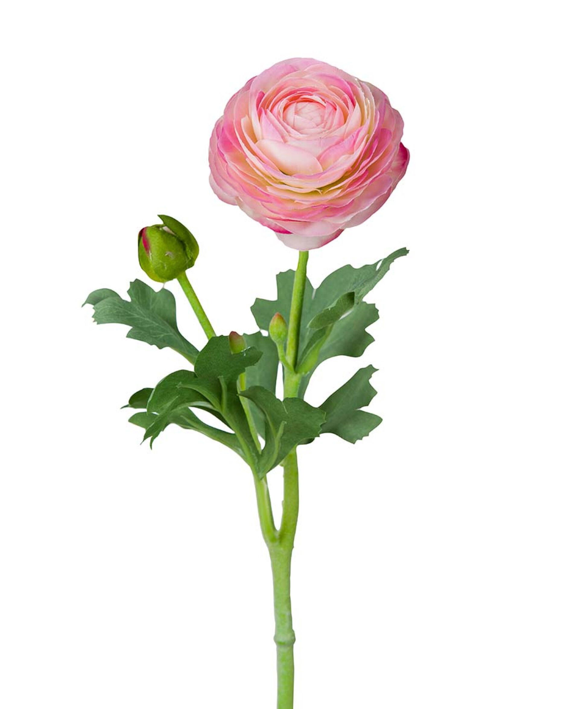 Ranonkel snijbloem lichtroze