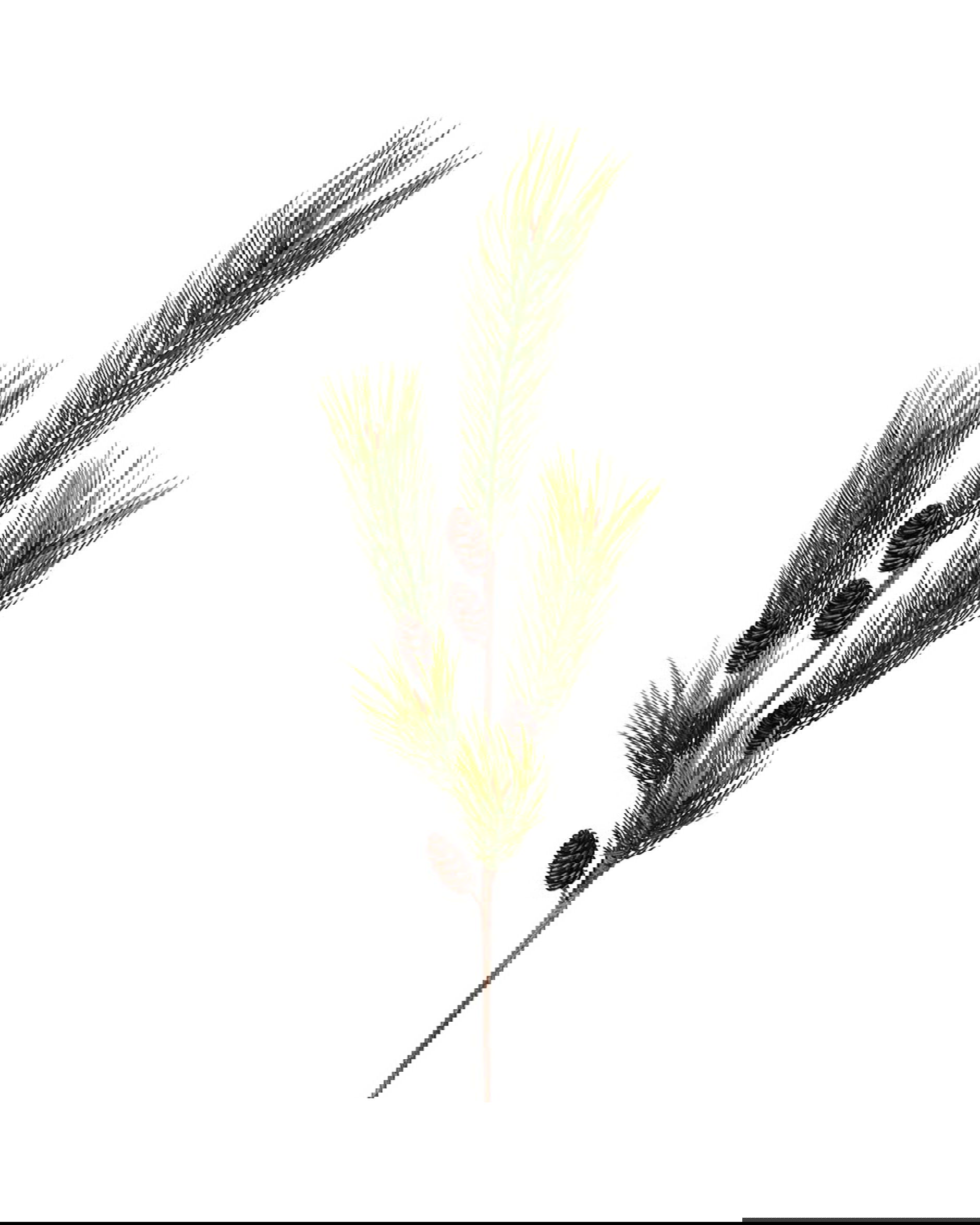 Pine branch with cones green