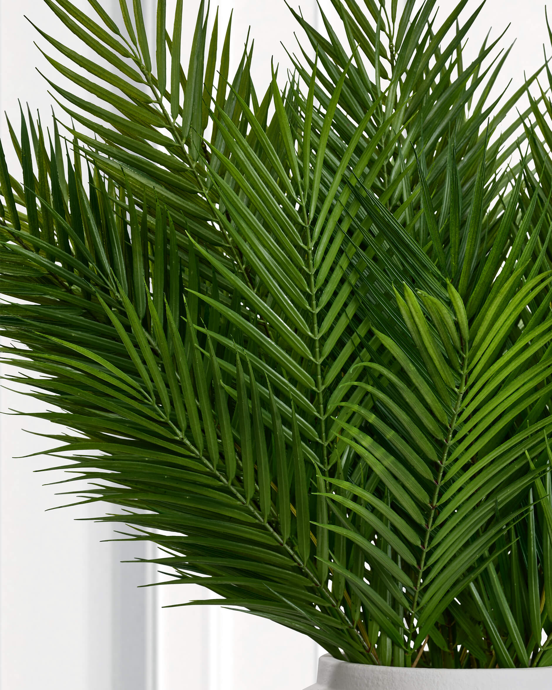Bergspalm konstväxt grön