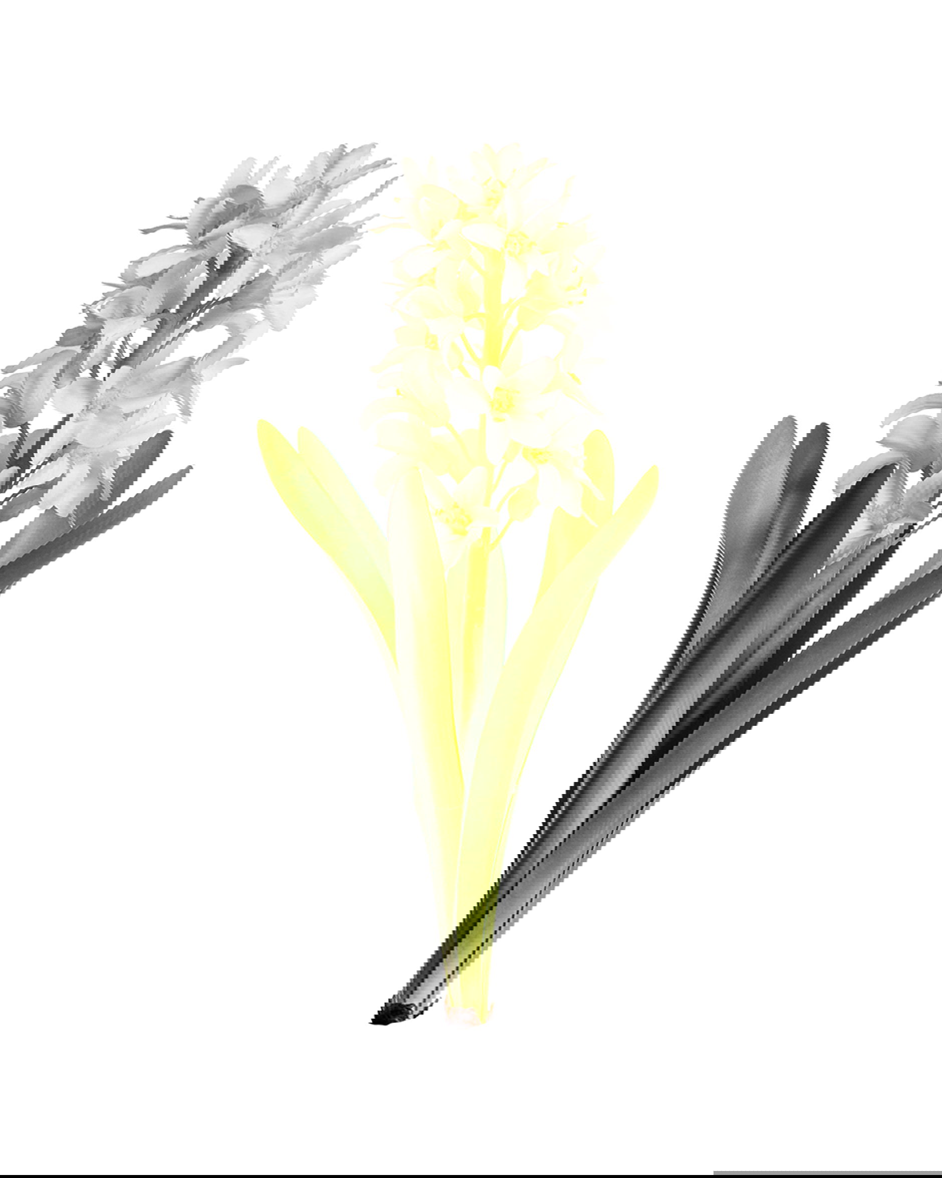 Hyacint snittblomma vit