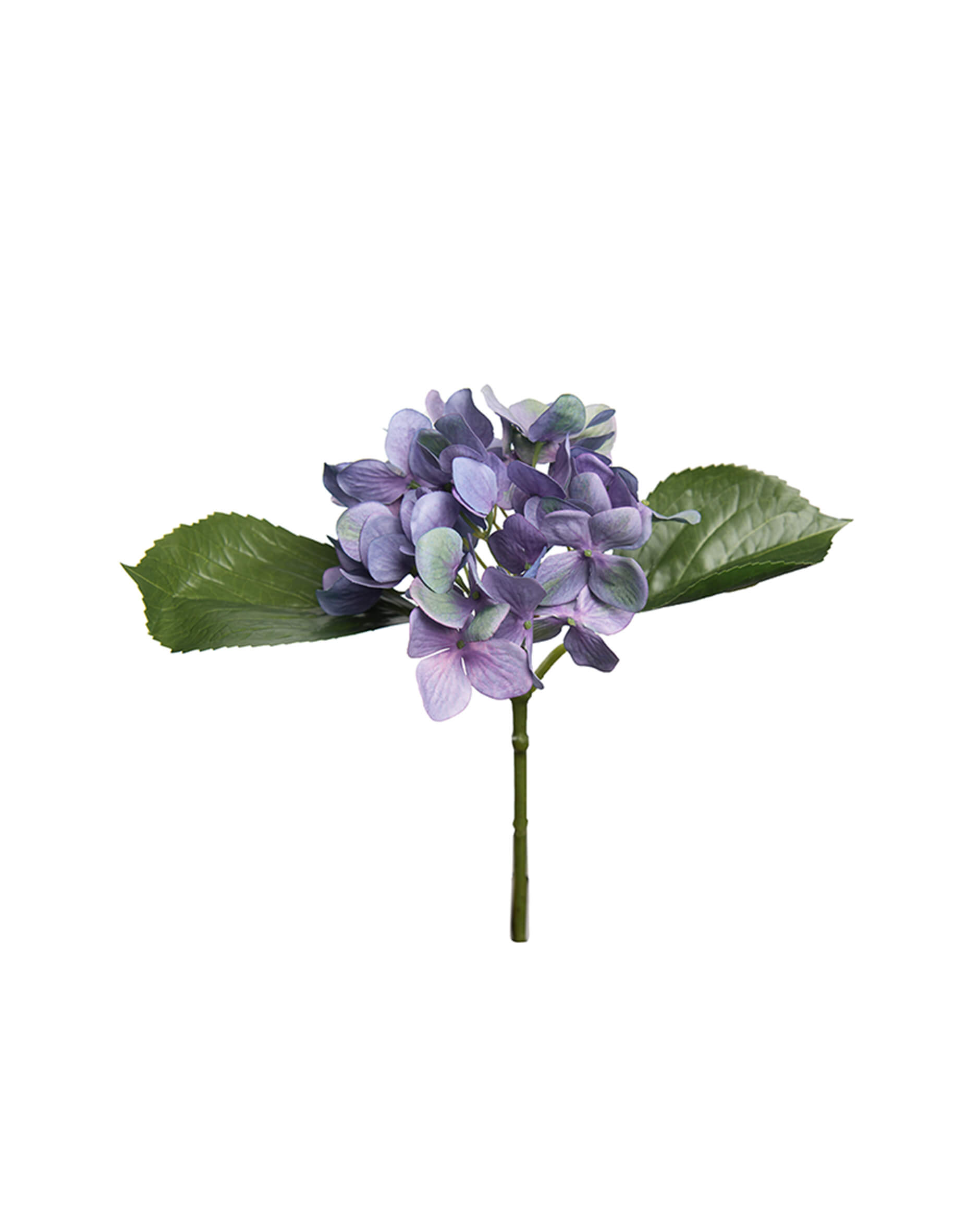 Hortensie Schnittblume blau