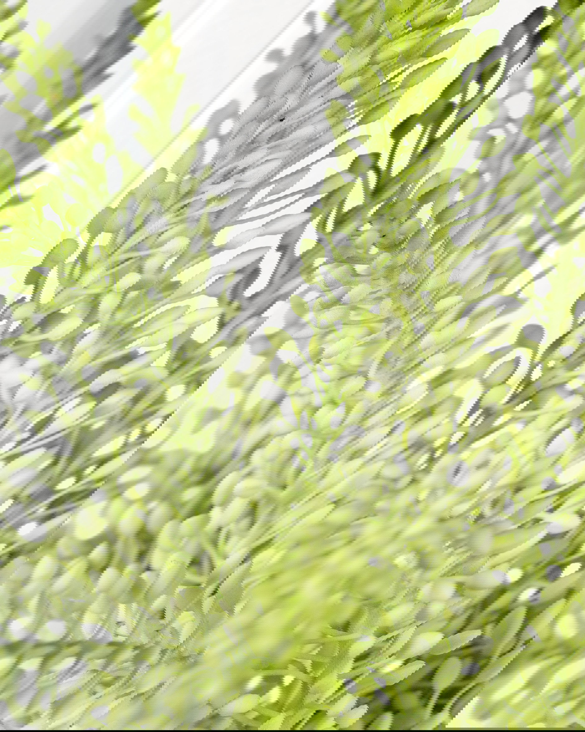 Eremurus snittblomma vit