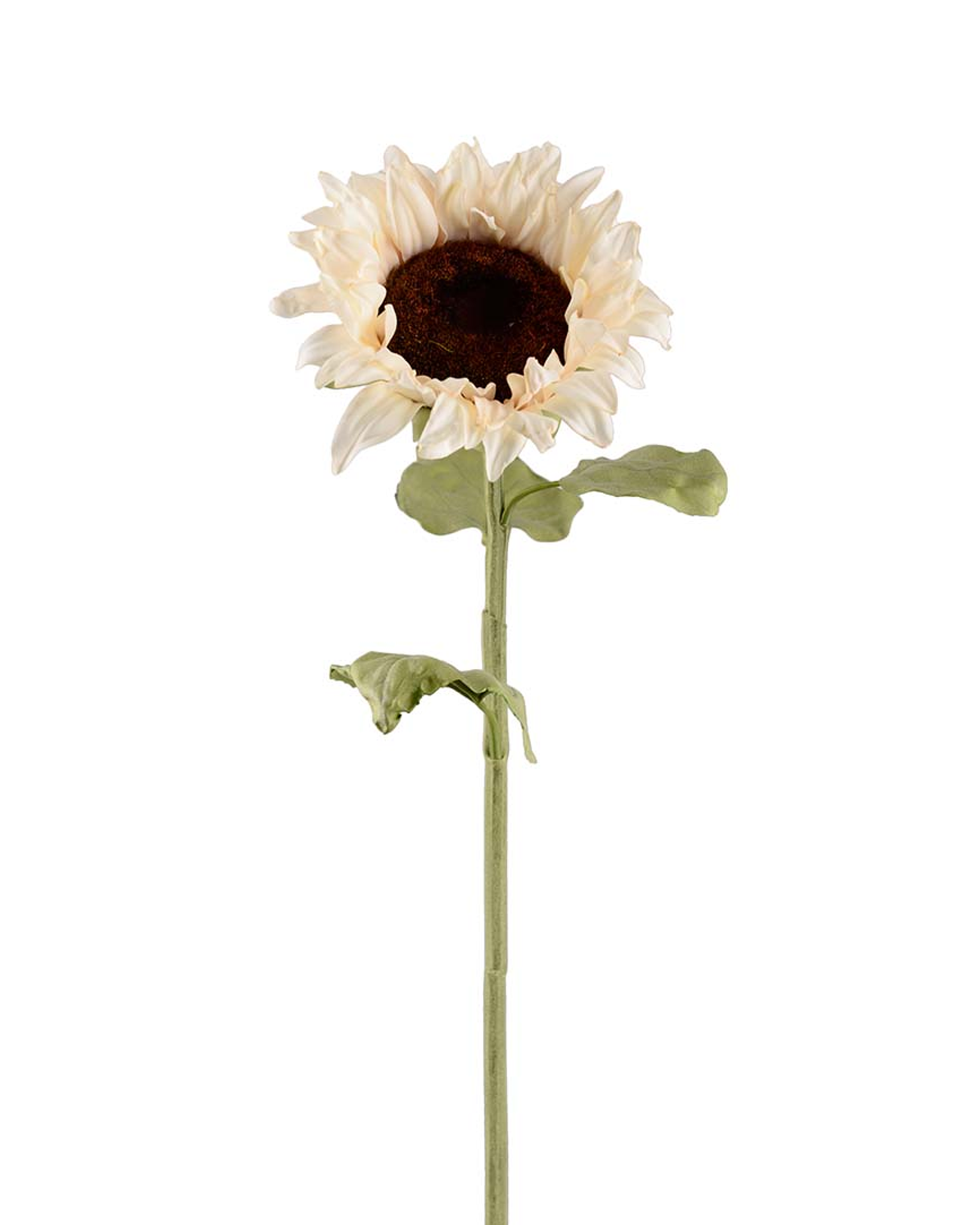 Solsikke snitblomst creme