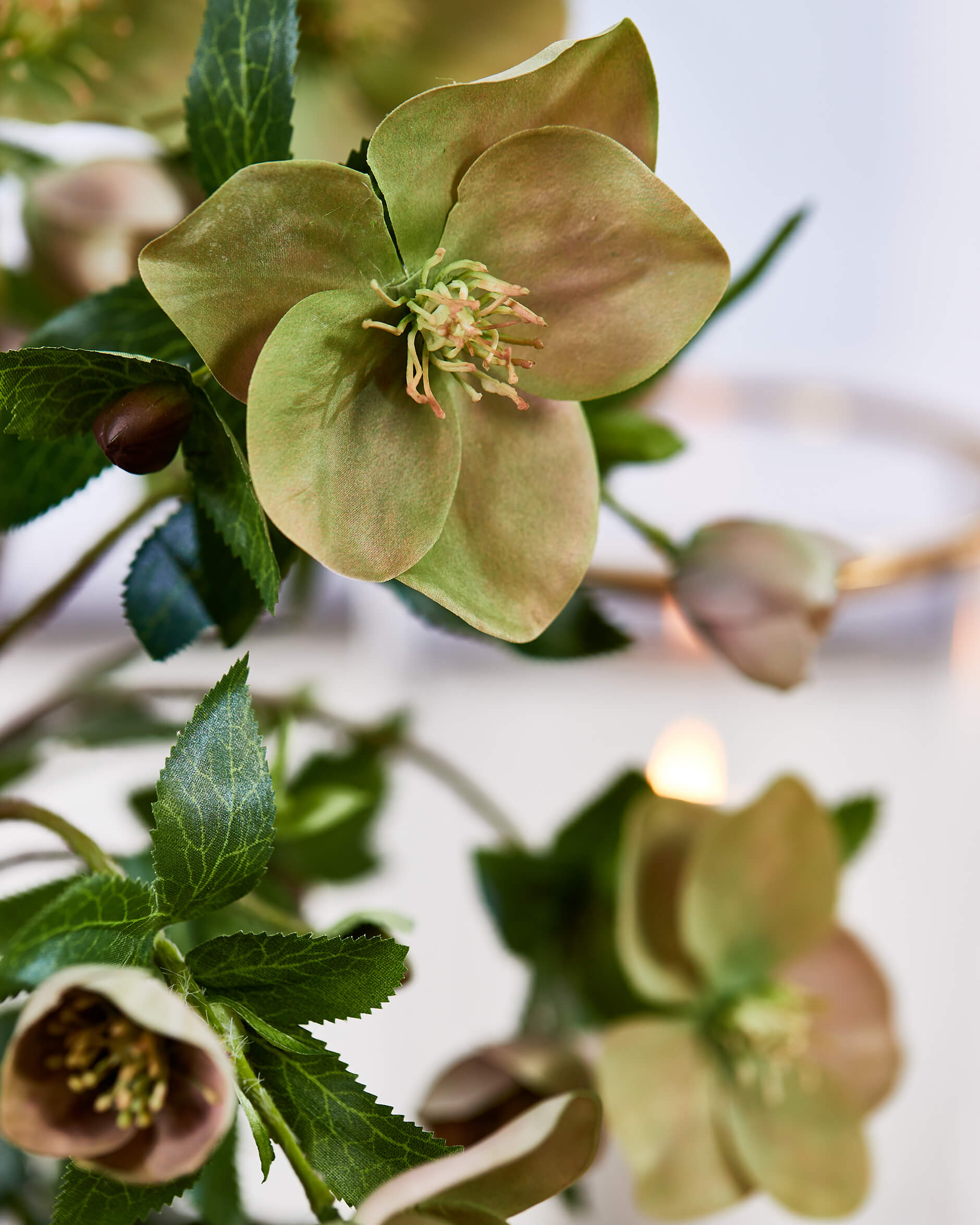 Julros konstväxt rosa