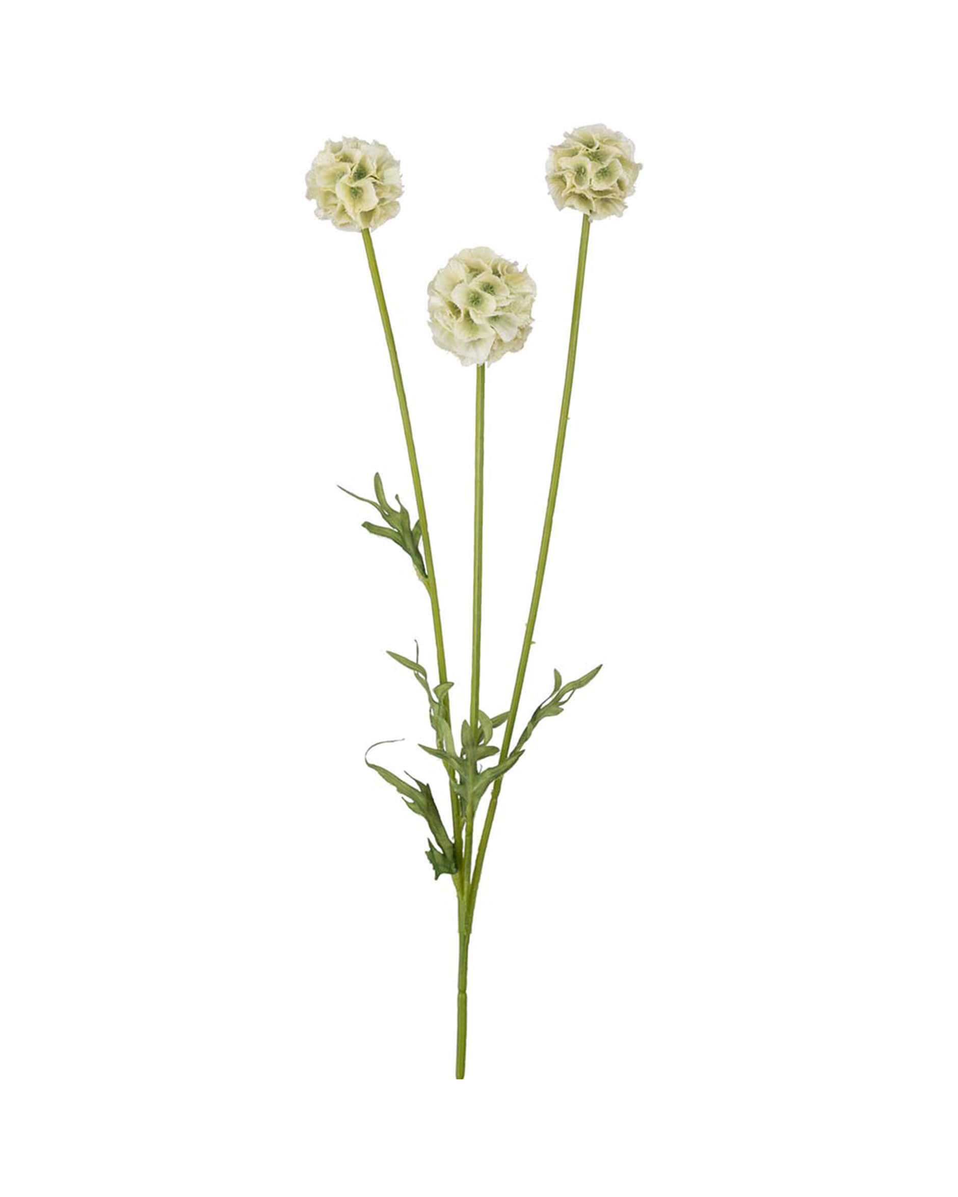 Scabiosa snittblomma grön