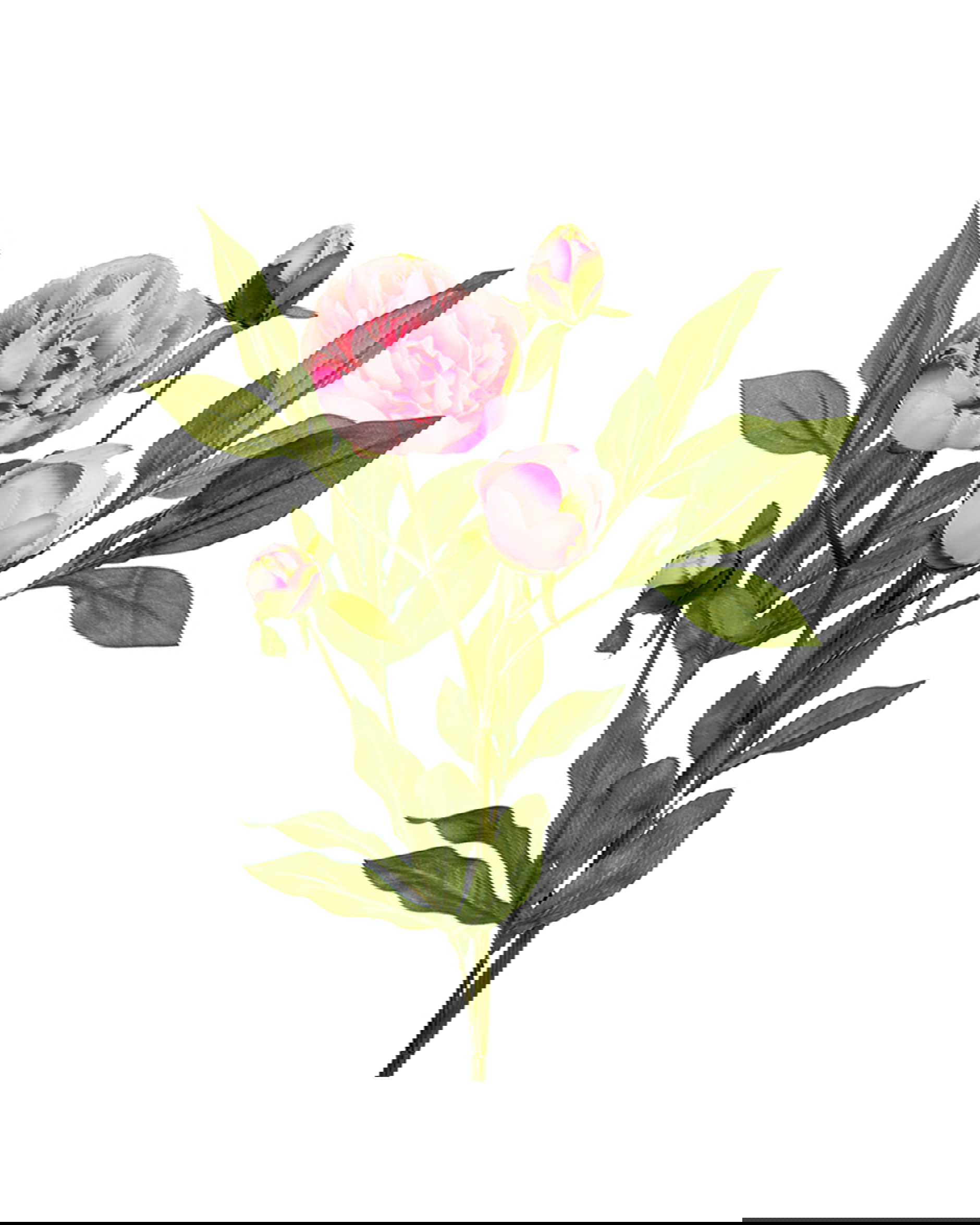 Pfingstrose Schnittblume rosa