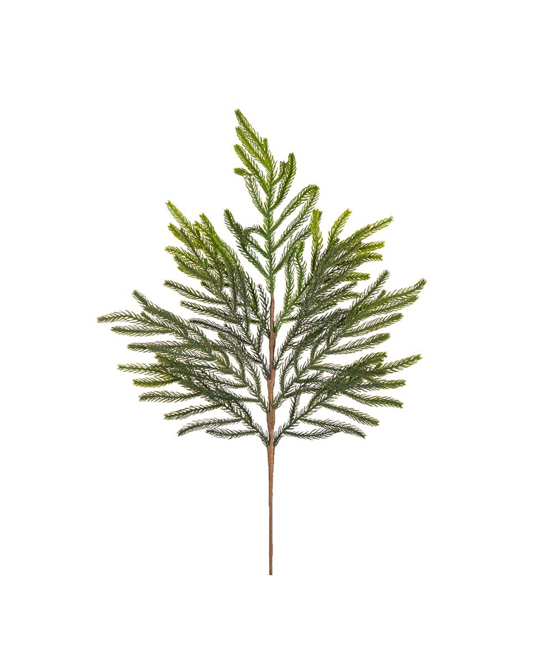 Spruce branch cut flower green