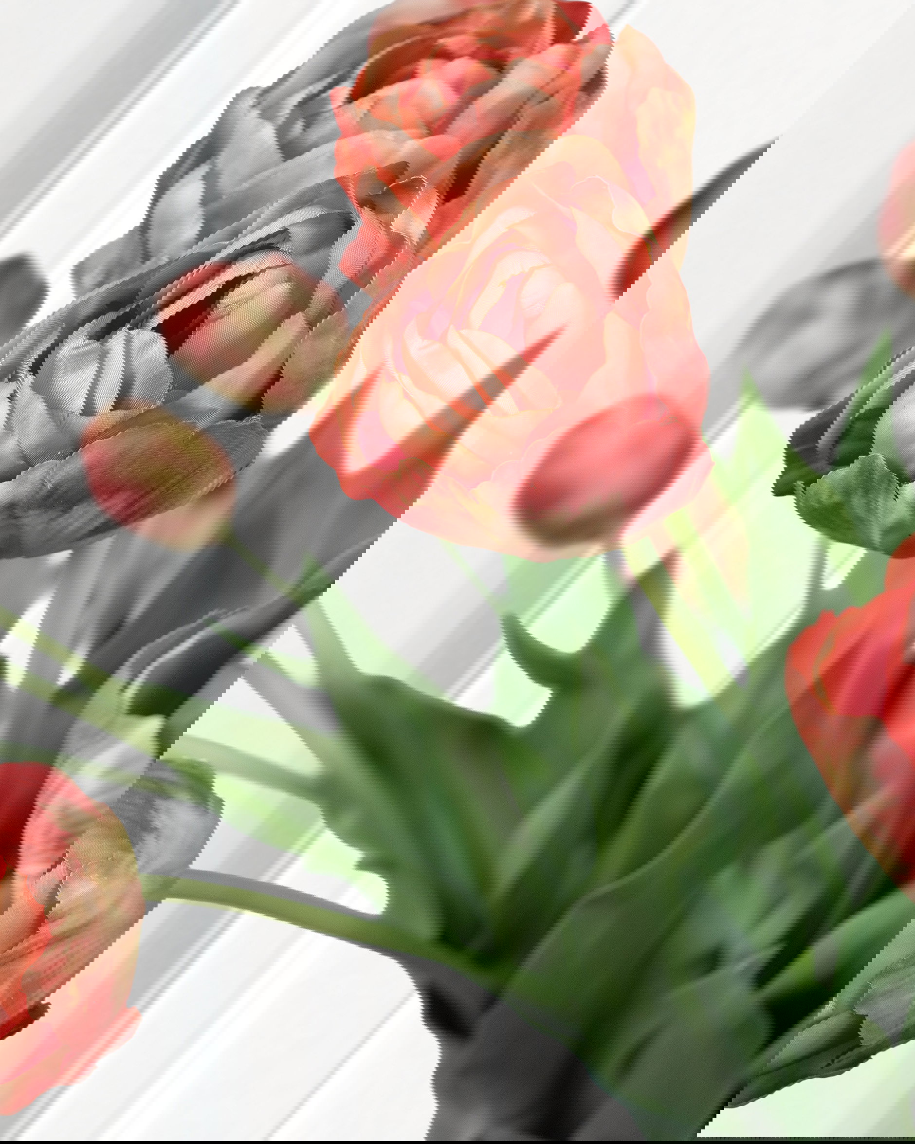 Tulpan snittblomma mörkrosa