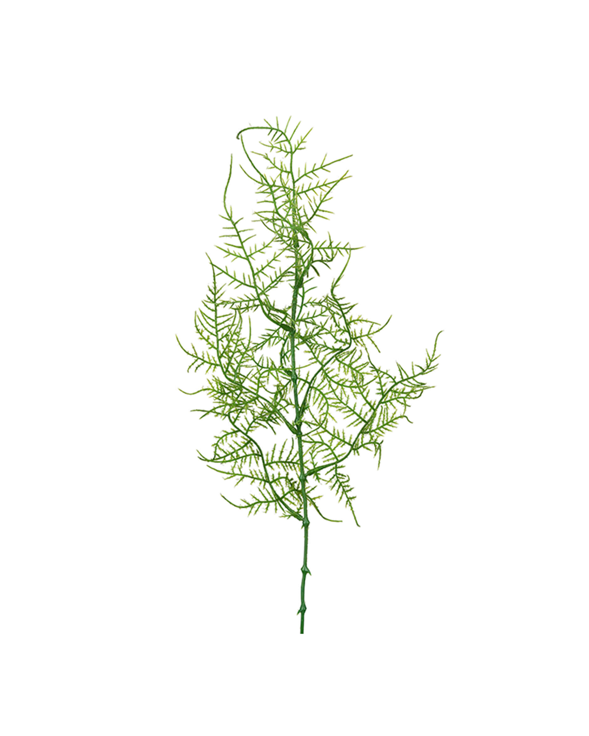 Plumosus kvist grön OUTLET