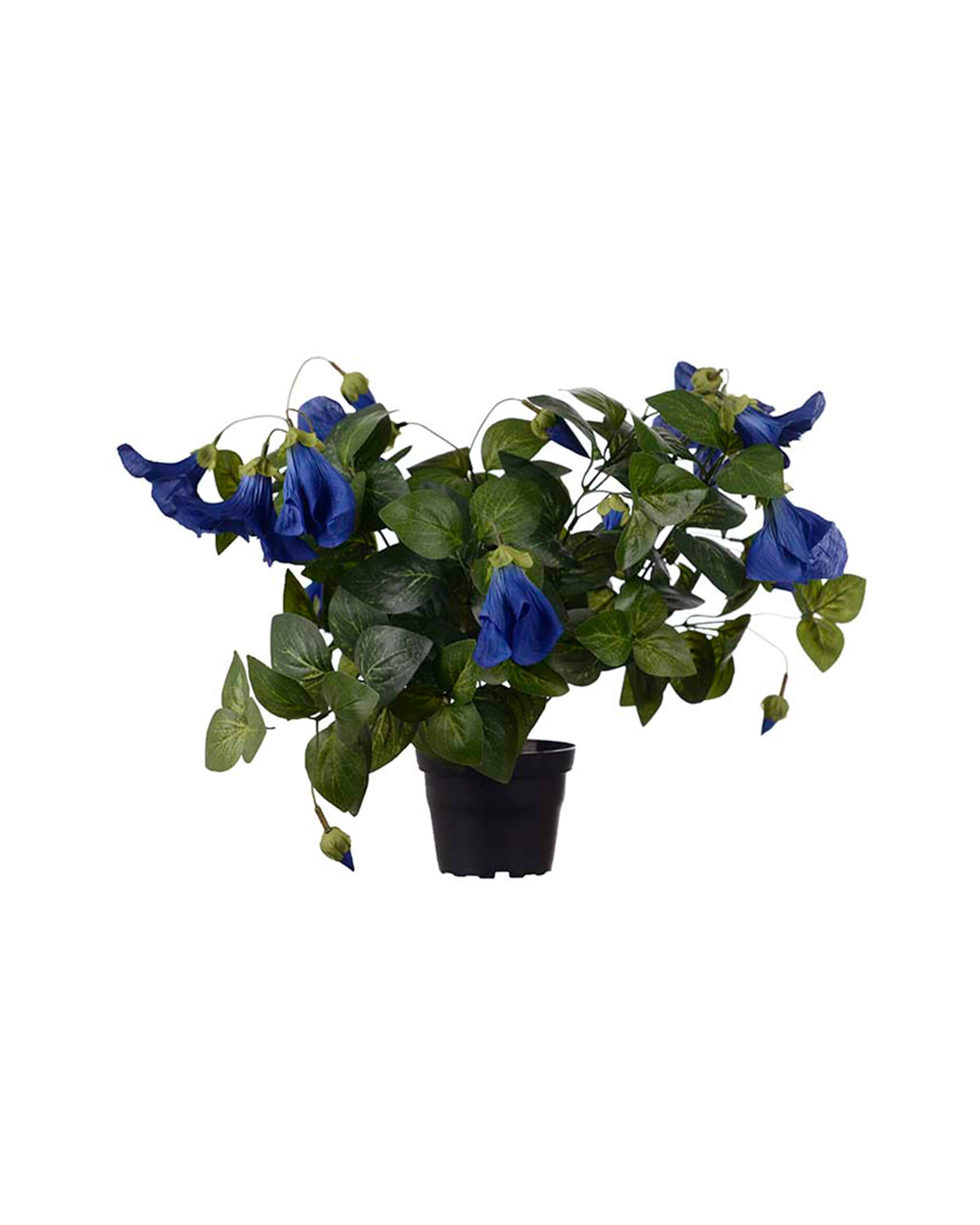 Petunia krukväxt blå