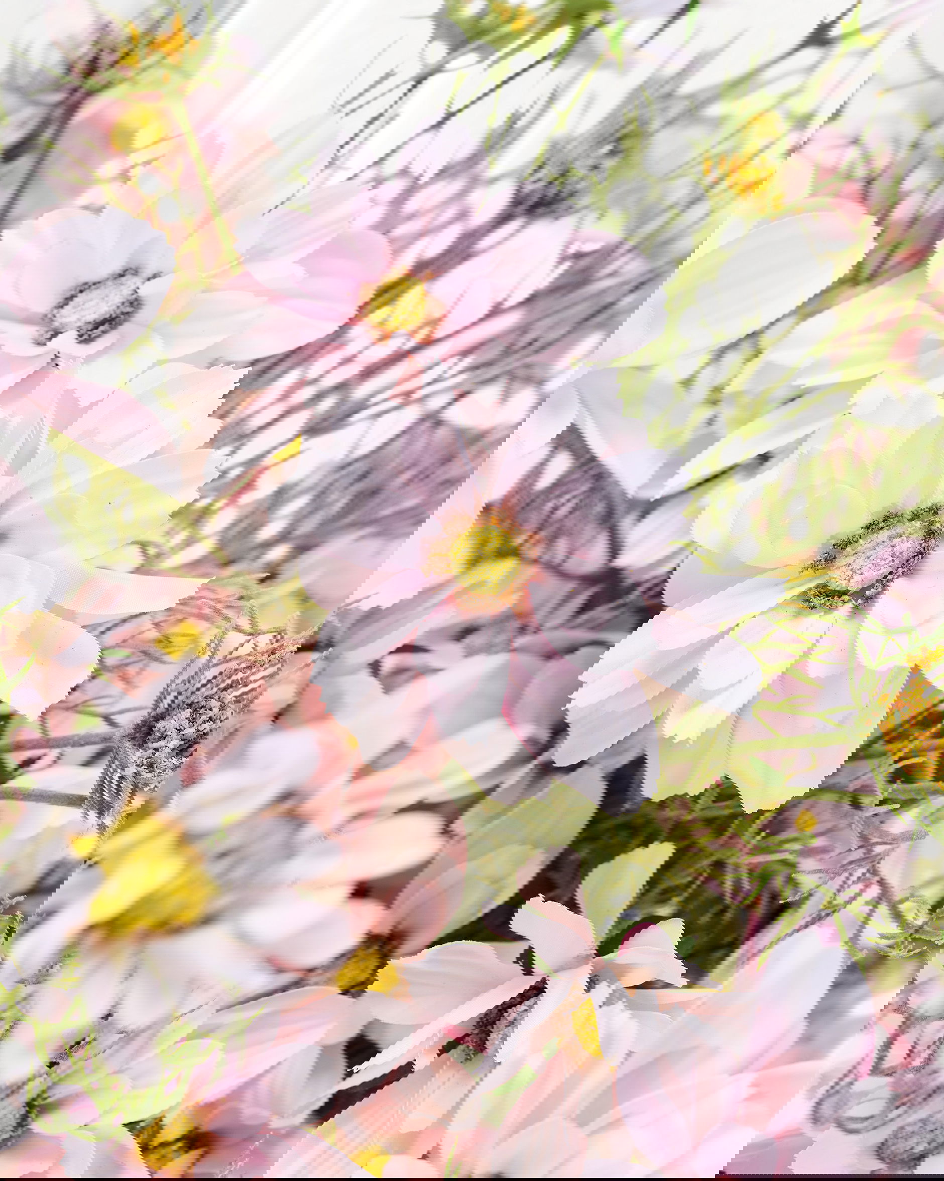 Kosmos snittblomst rosa