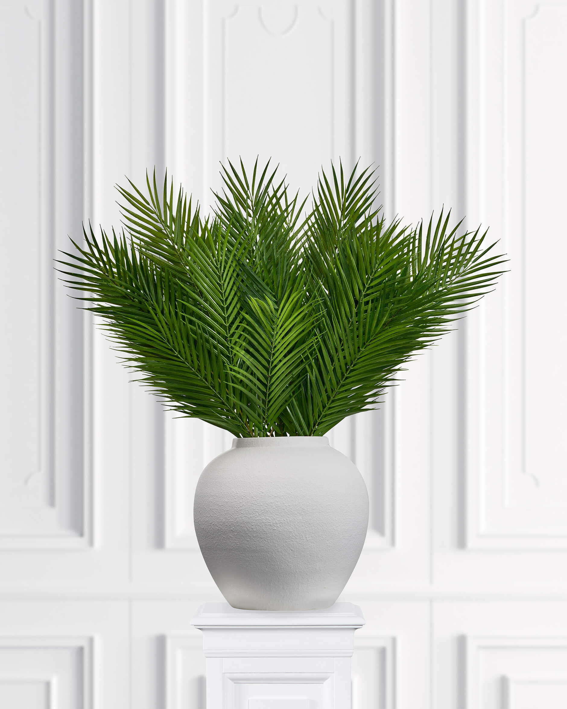 Bergspalm konstväxt grön