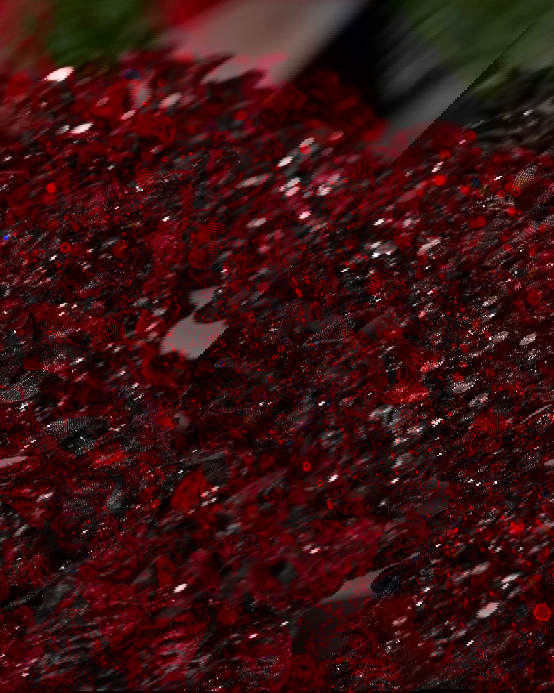 Hortensia decoratietak wijnrood