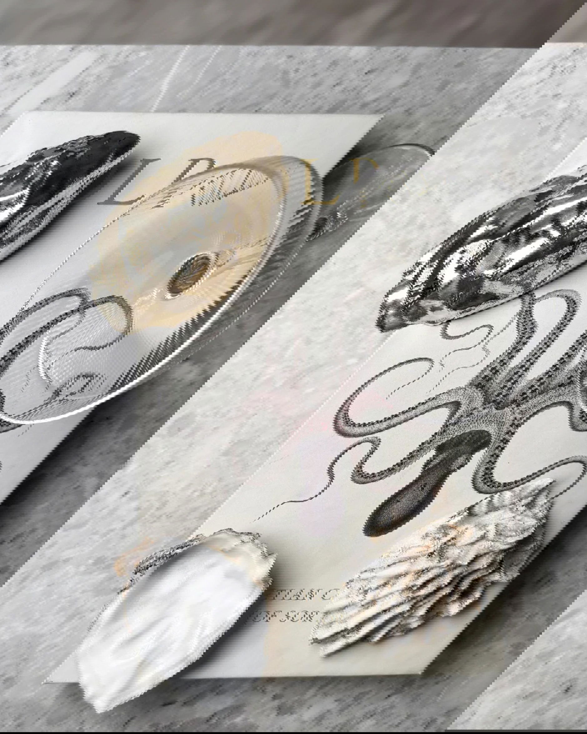 Oyster Bottle Opener Brass