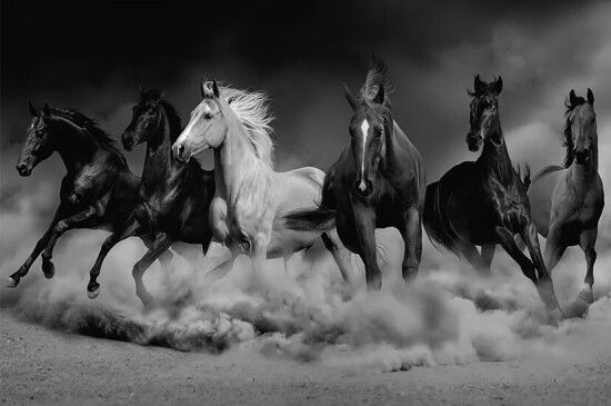 Royal Family of The Desert