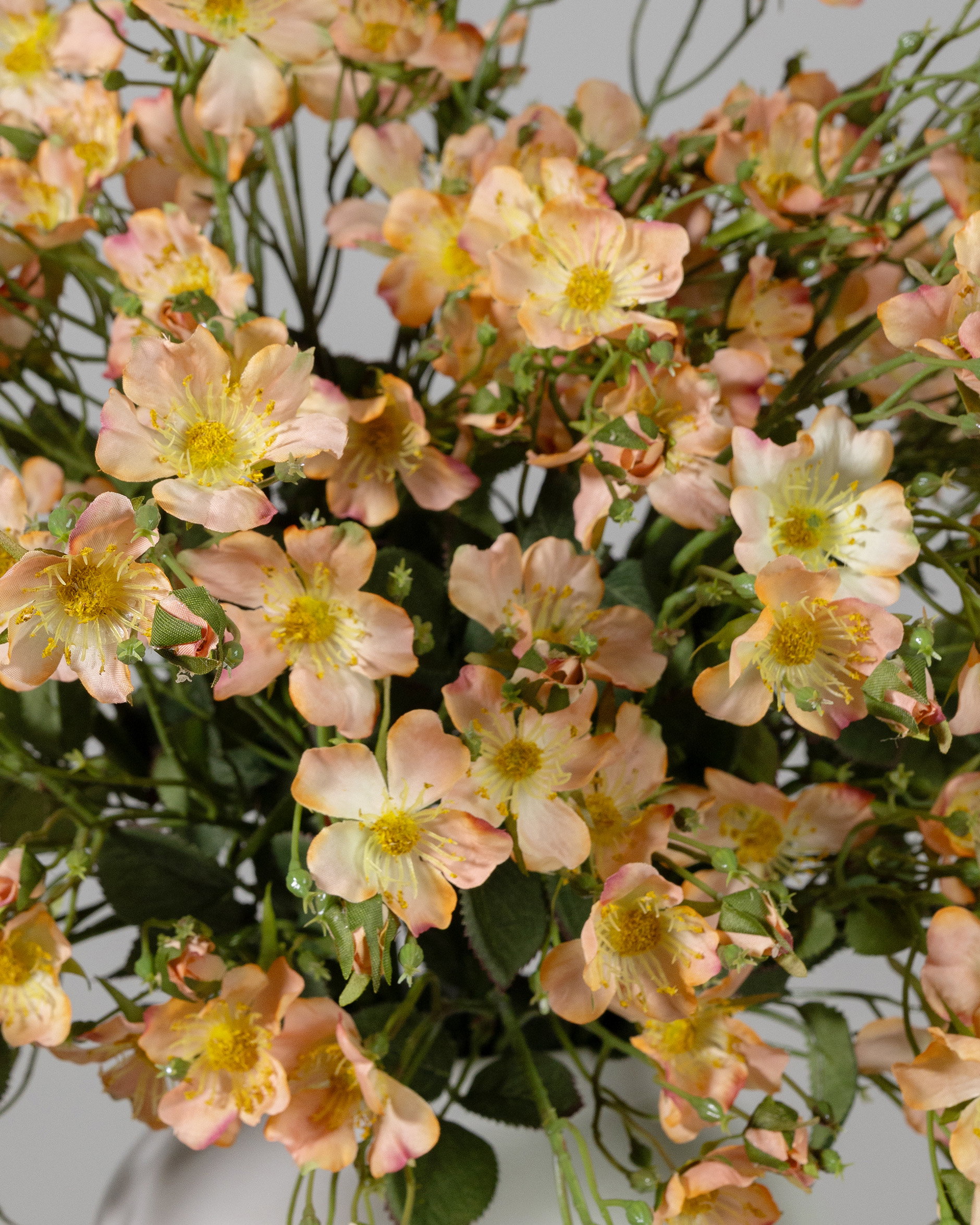 Japanese Climbing Rose Cut Flower Apricot