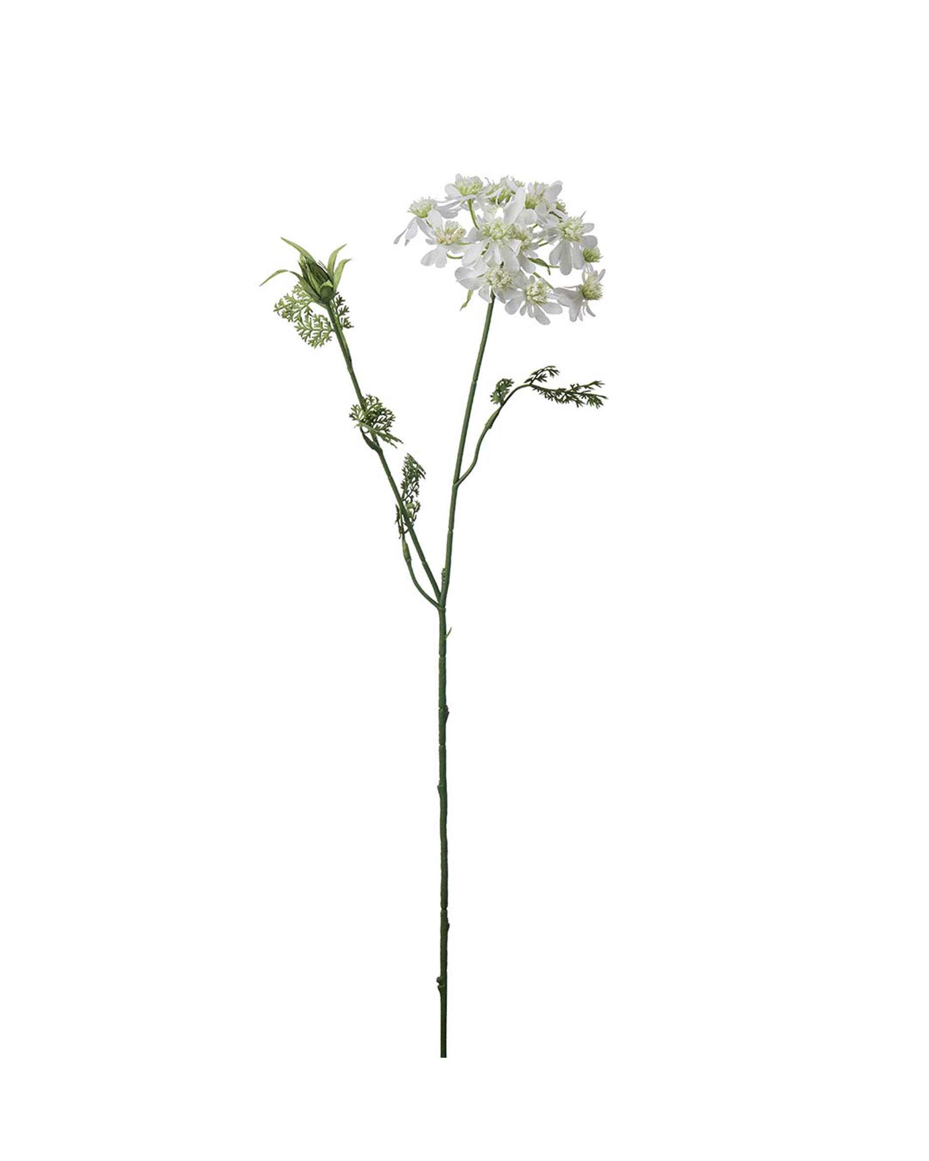 Blomsterkörvel vit