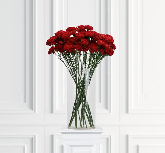 Red - Carnation cut flower white