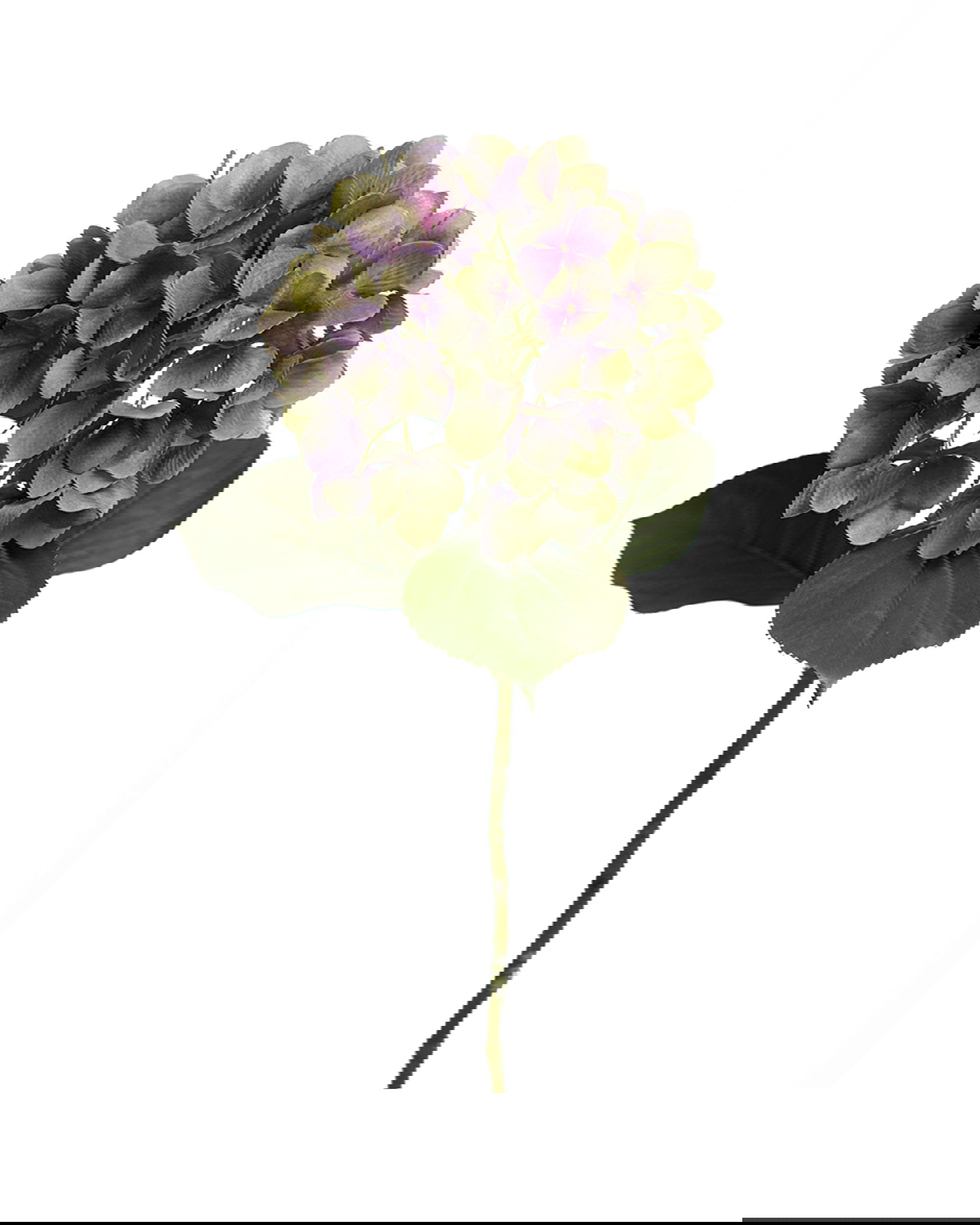 Hortensia snittblomma lila/grön