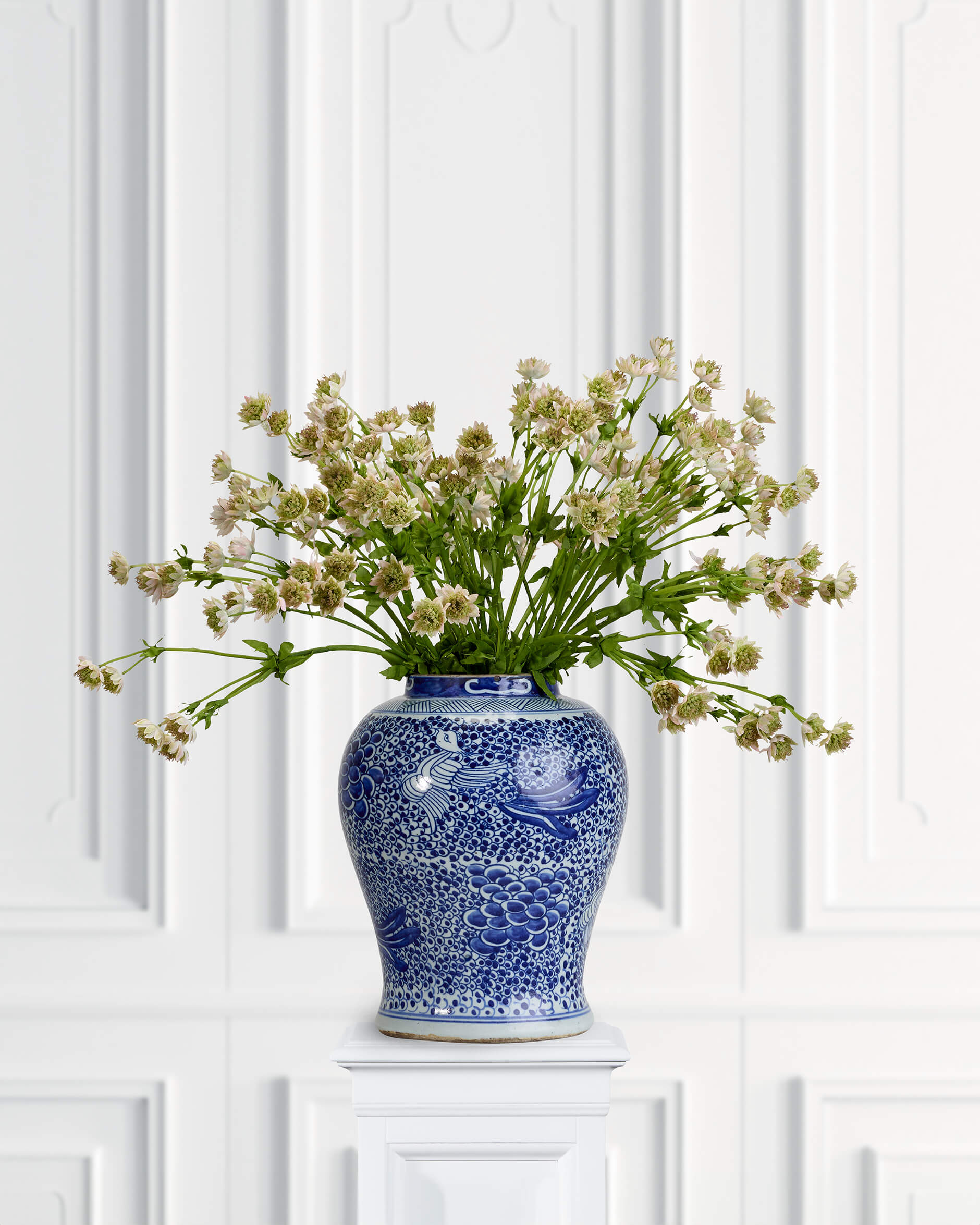 Astrantia Cut Flower Pink