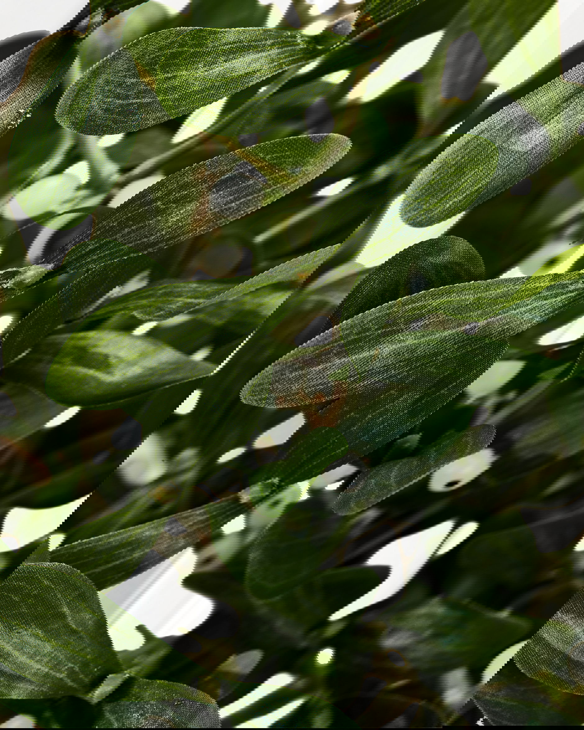 Mistel snittblomma grön