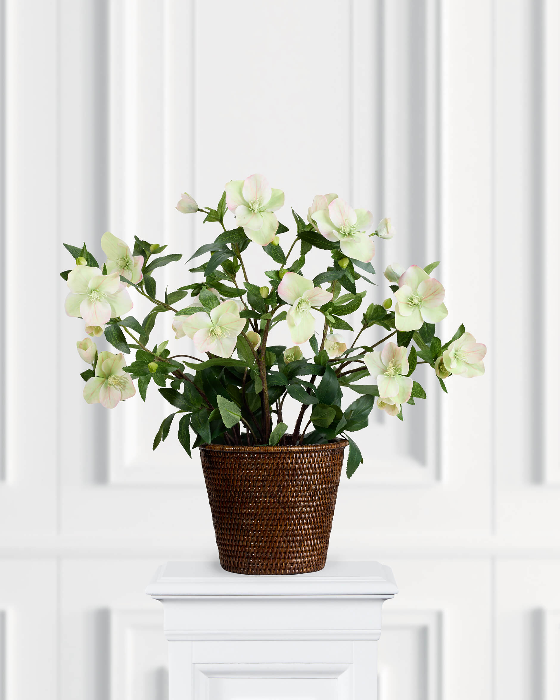 Julros konstväxt vit