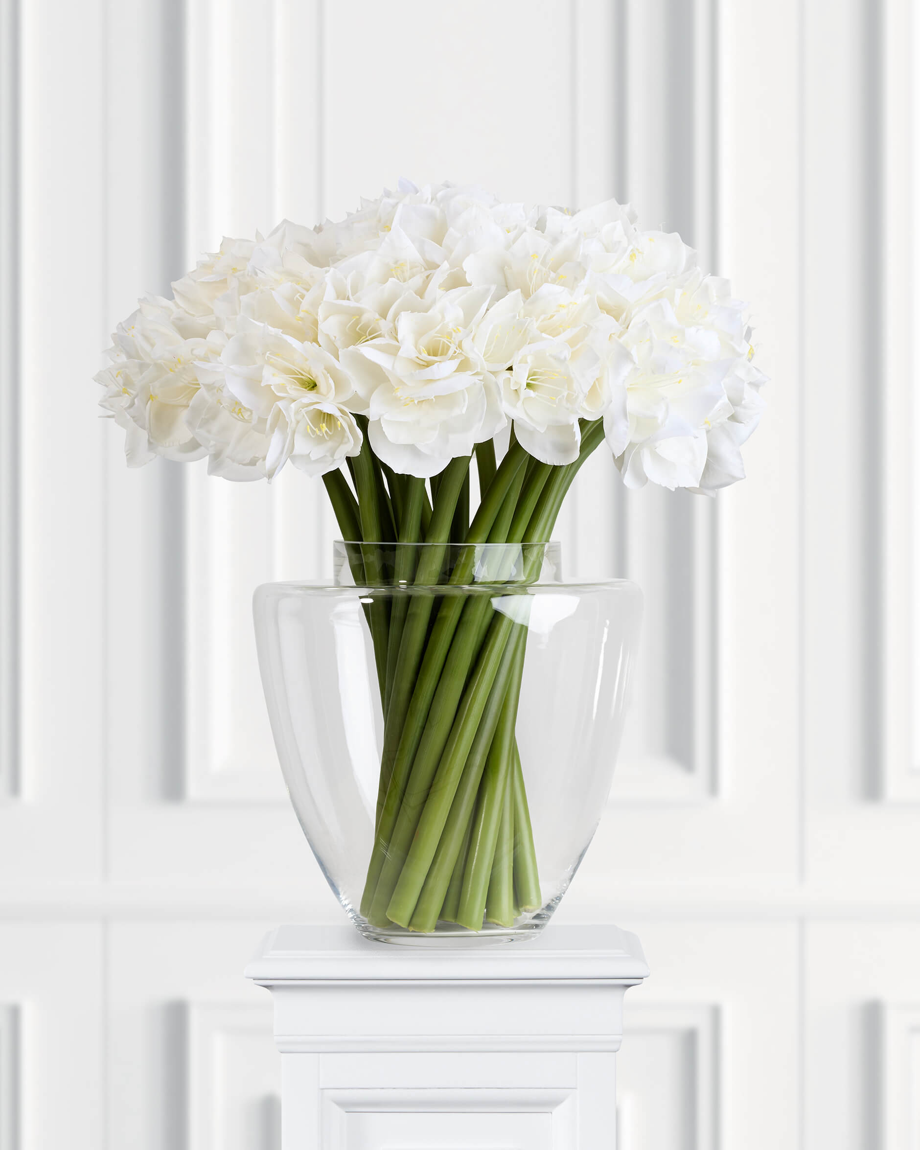 Amaryllis snittblomma vit