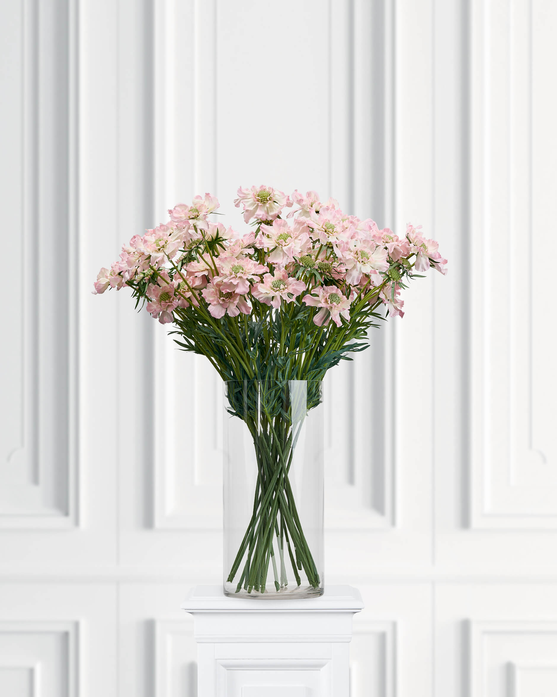 Scabiosa snittblomma rosa/grön