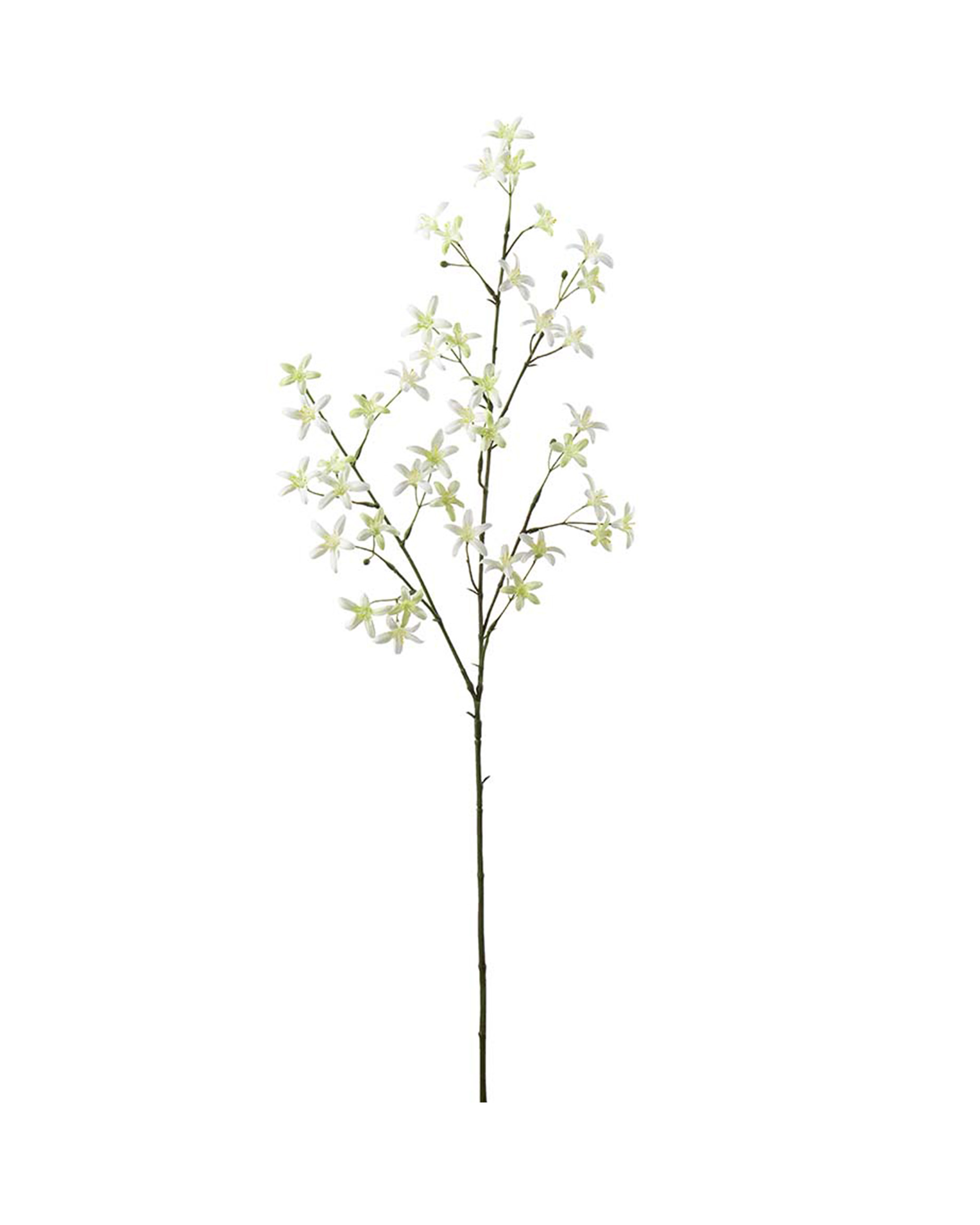 Saxifraga snijbloem wit