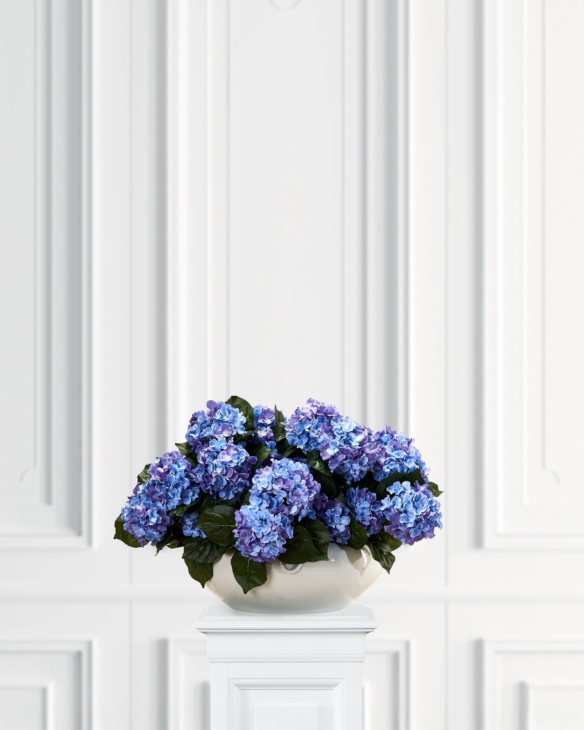 Hortensia krukväxt blå