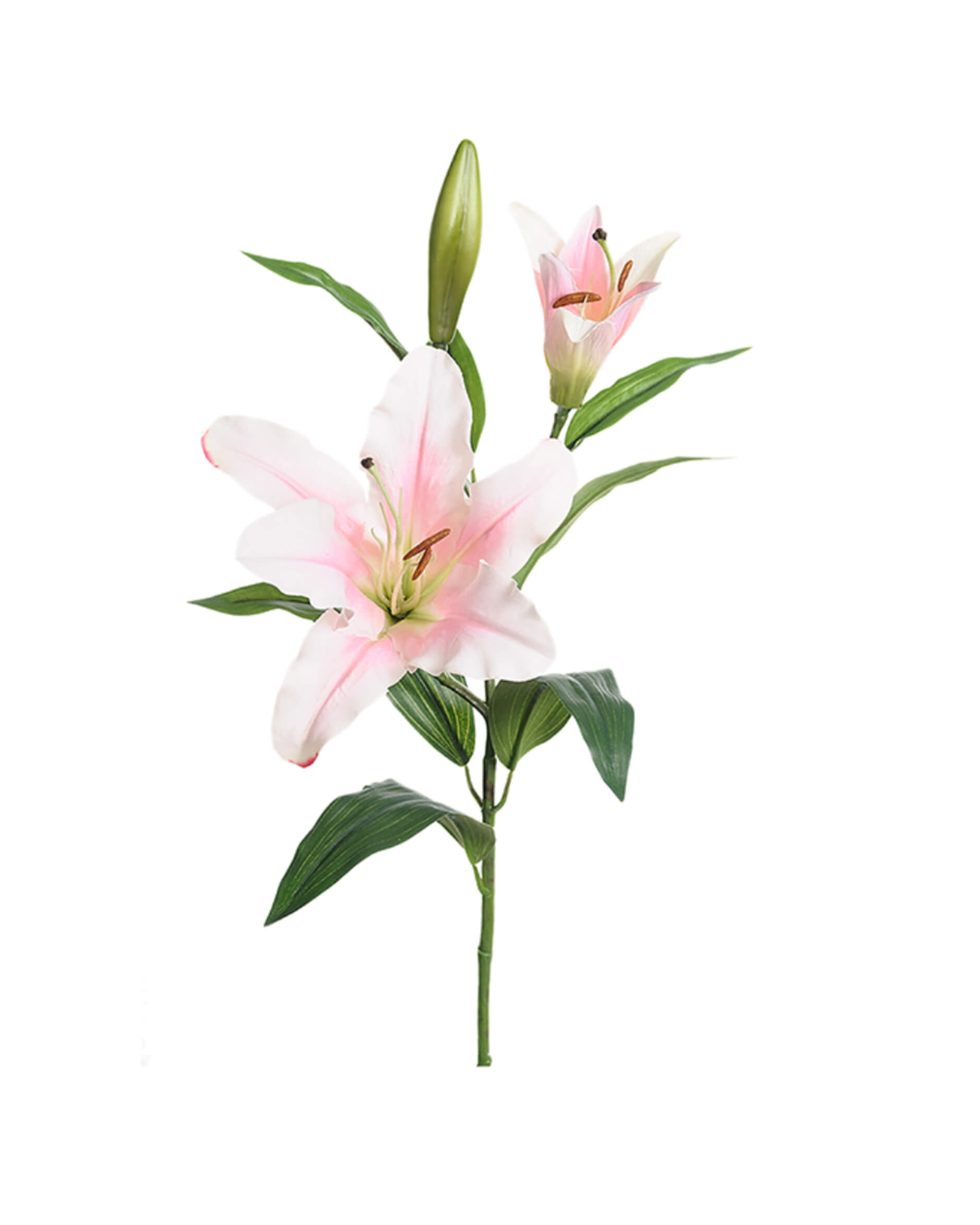 Lilja snittblomma vit/rosa