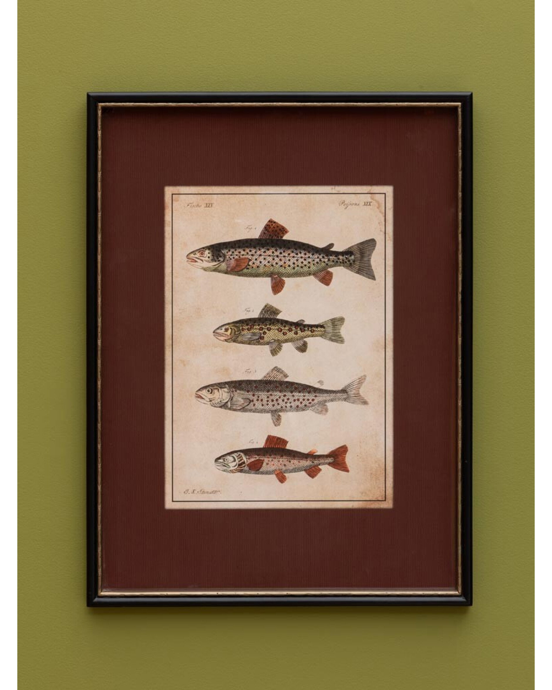 Linden art print, fish