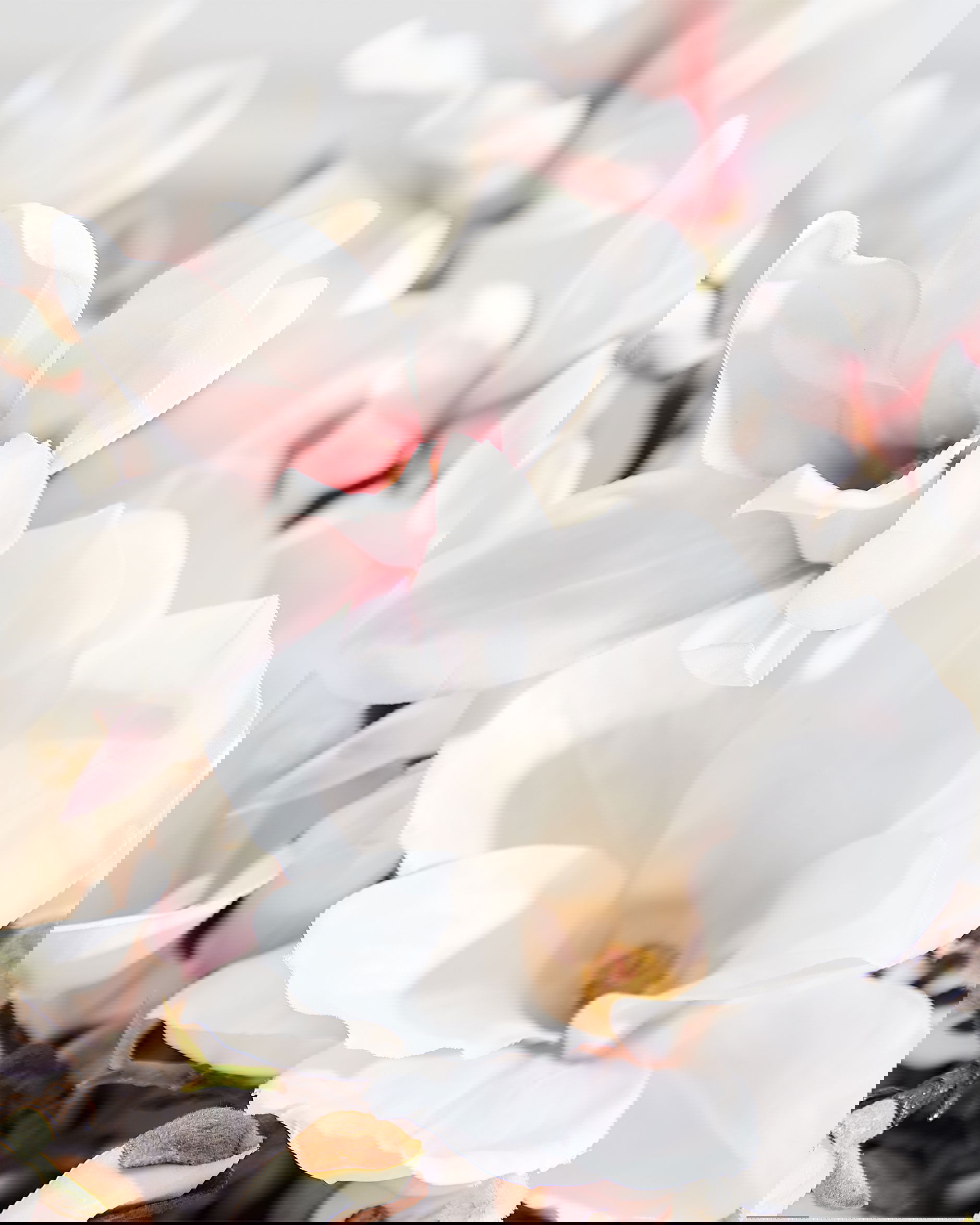 Magnolia Schnittblume weiß-rosa