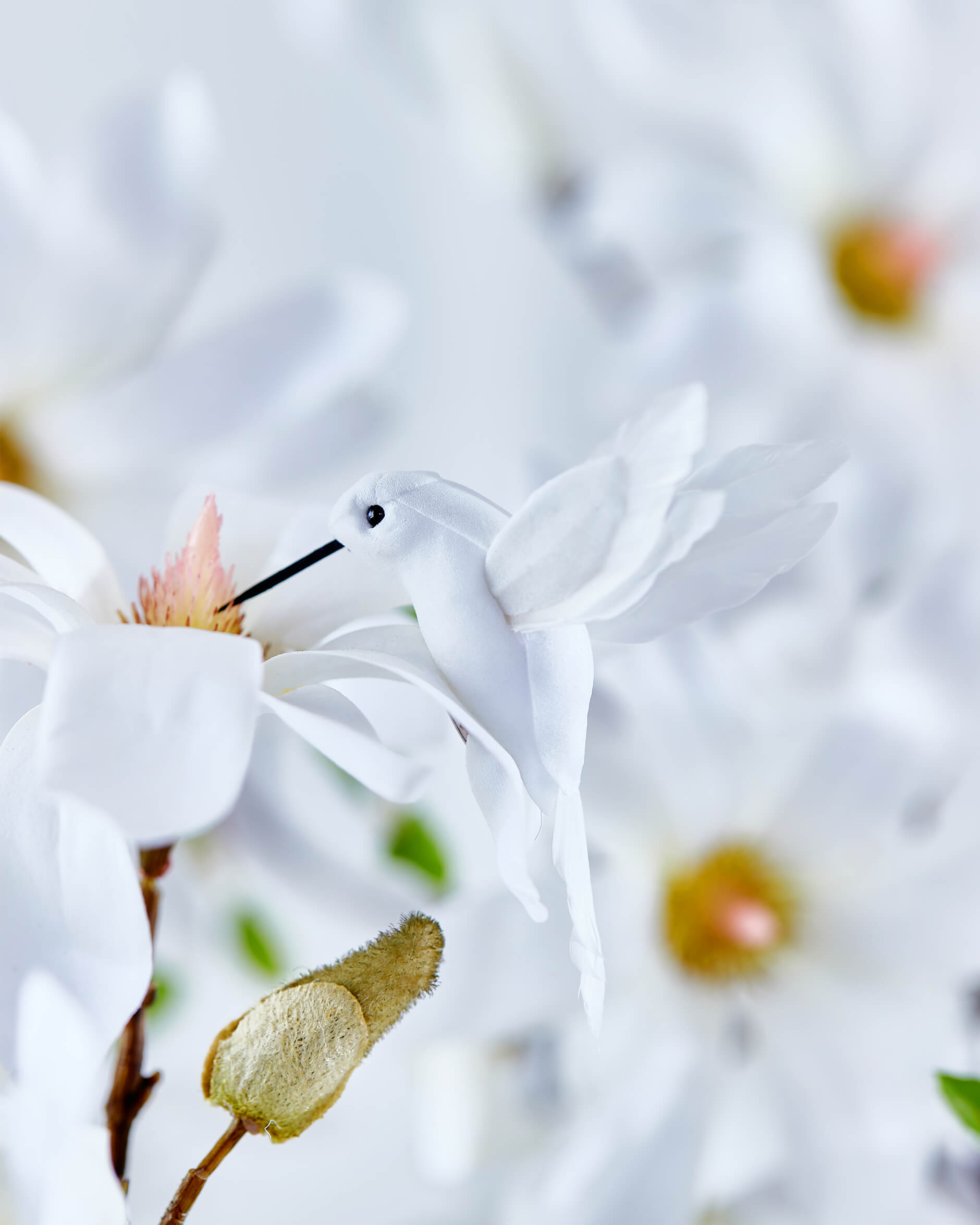 Moa hummingbird, white