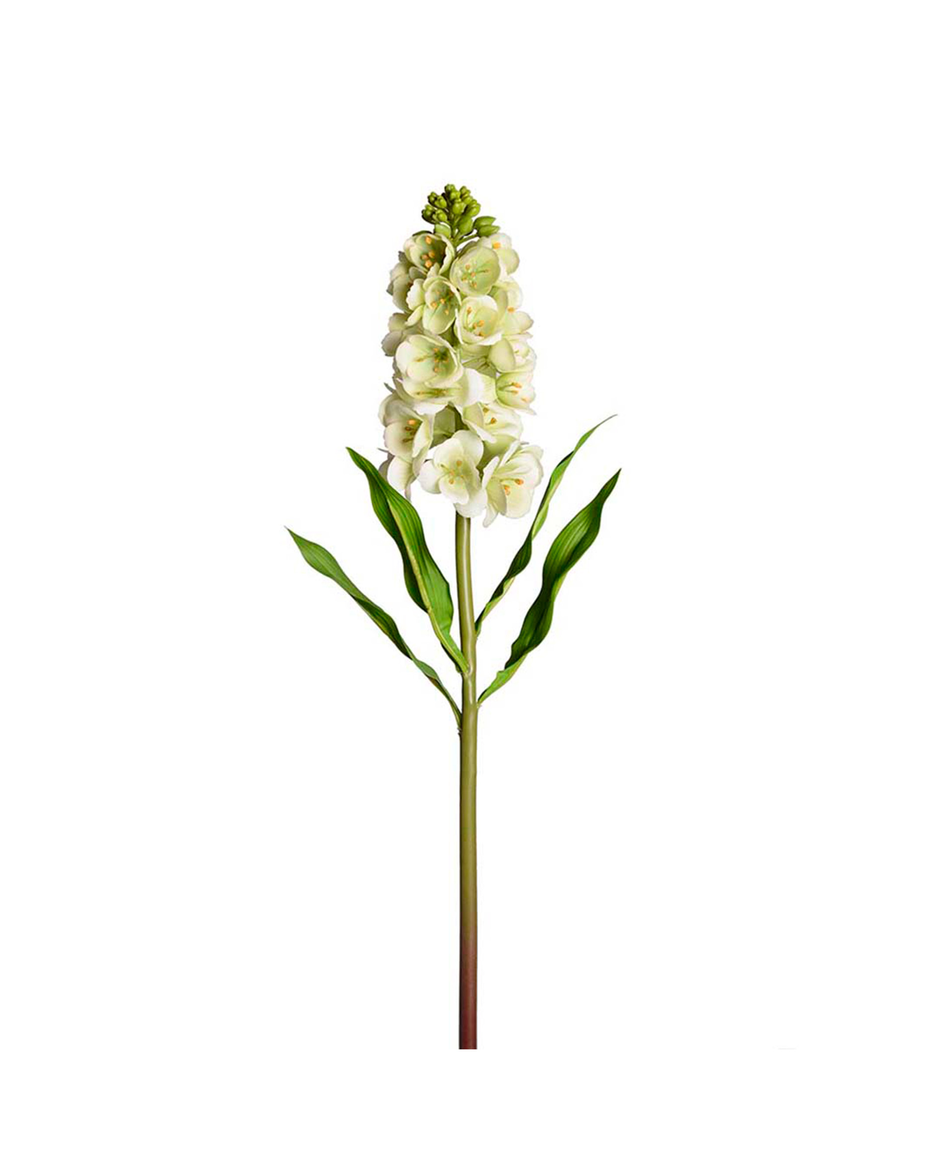 Lövkoja snittblomma grön