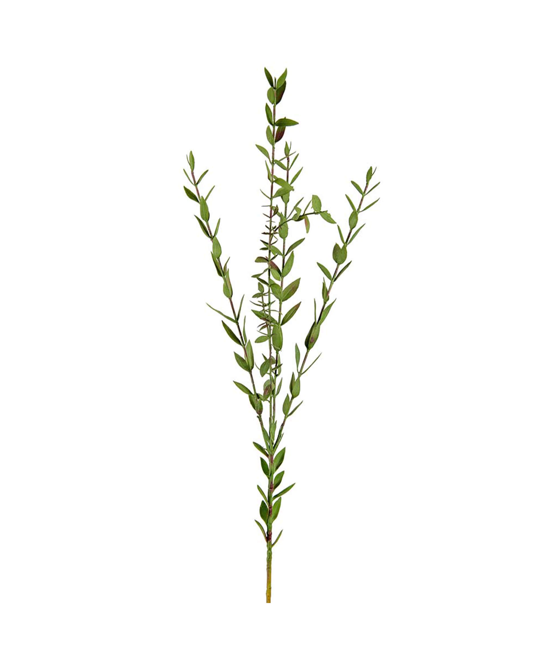 Eucalyptus snittblomma grön