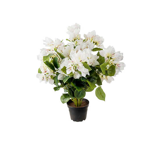 Läs mer om Bougainvillea krukväxt vit
