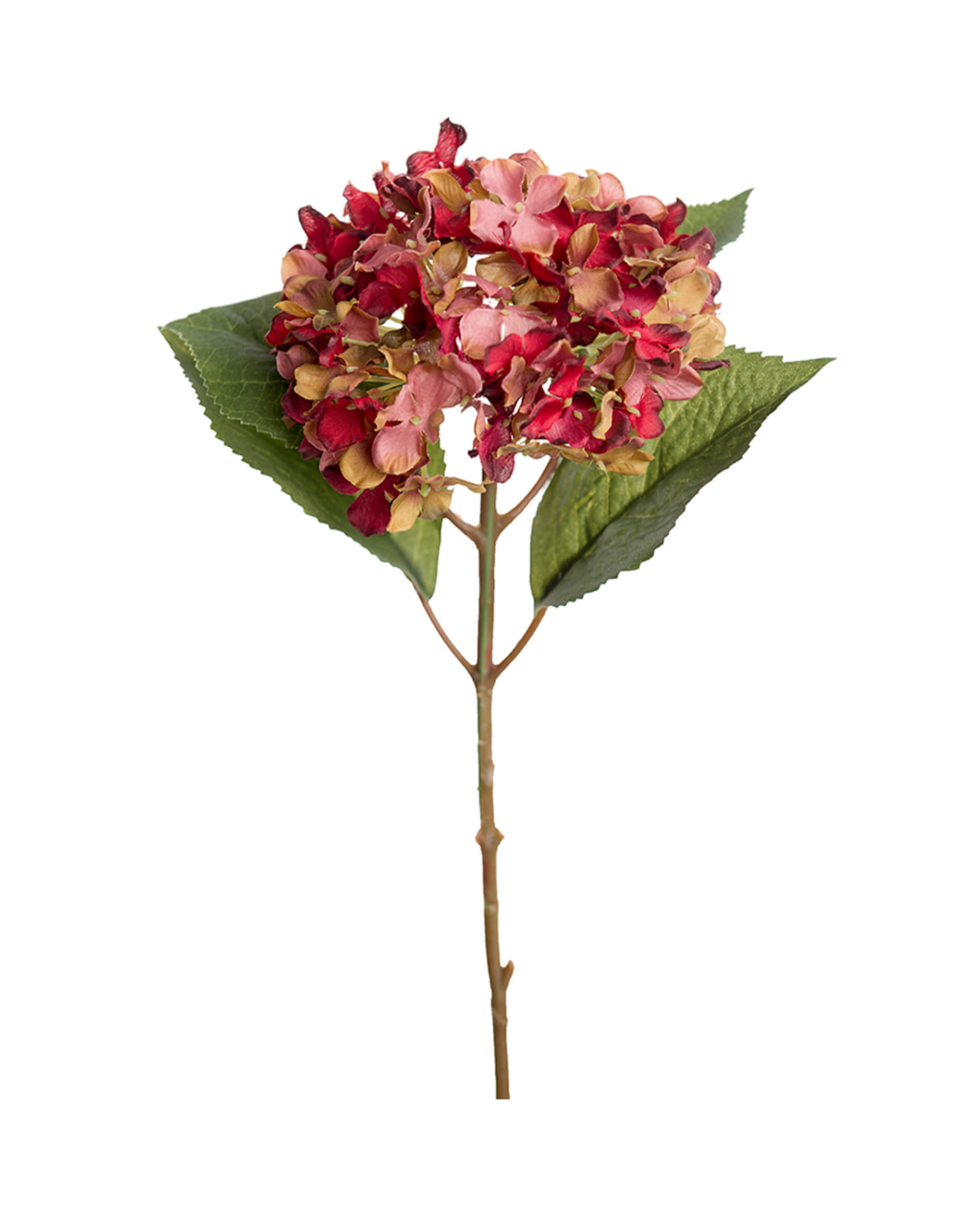 Hydrangea cut flower (red)