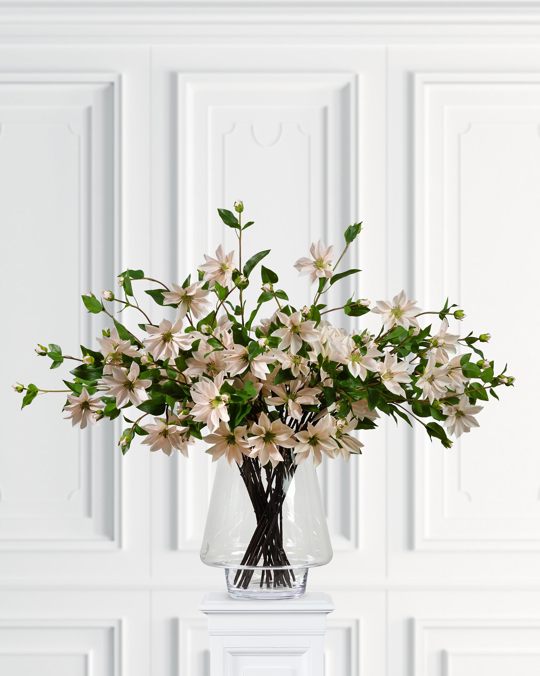 Clematis cut flower light pink