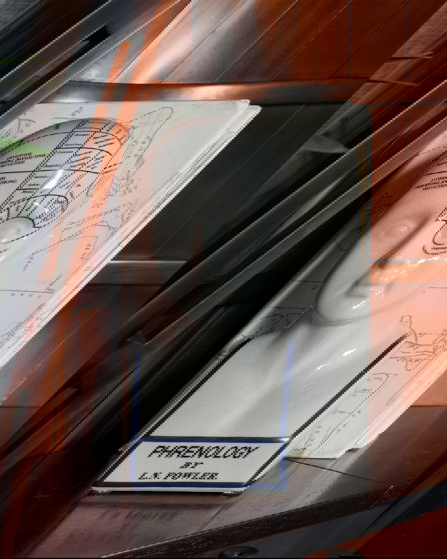 Phrenology head dekoration