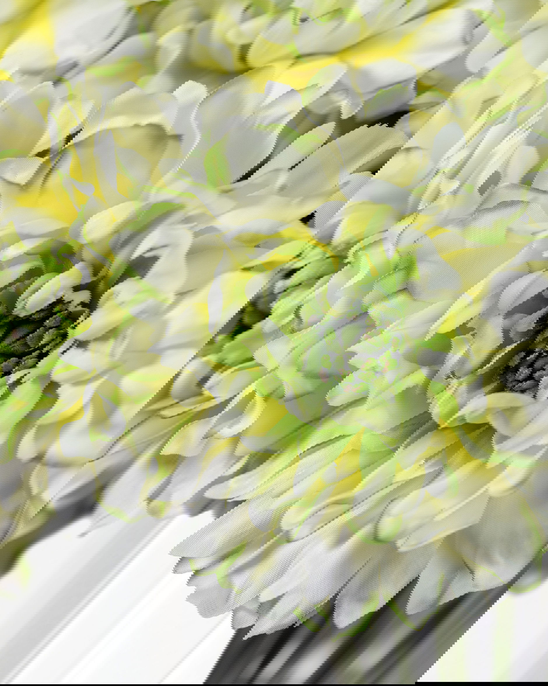 Ranunkel snittblomma grön