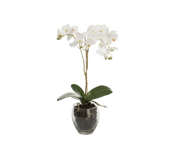 Orkidé krukväxt vit