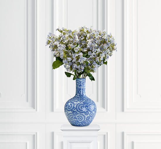 Blue - Panicled Hydrangea Cut Flower White
