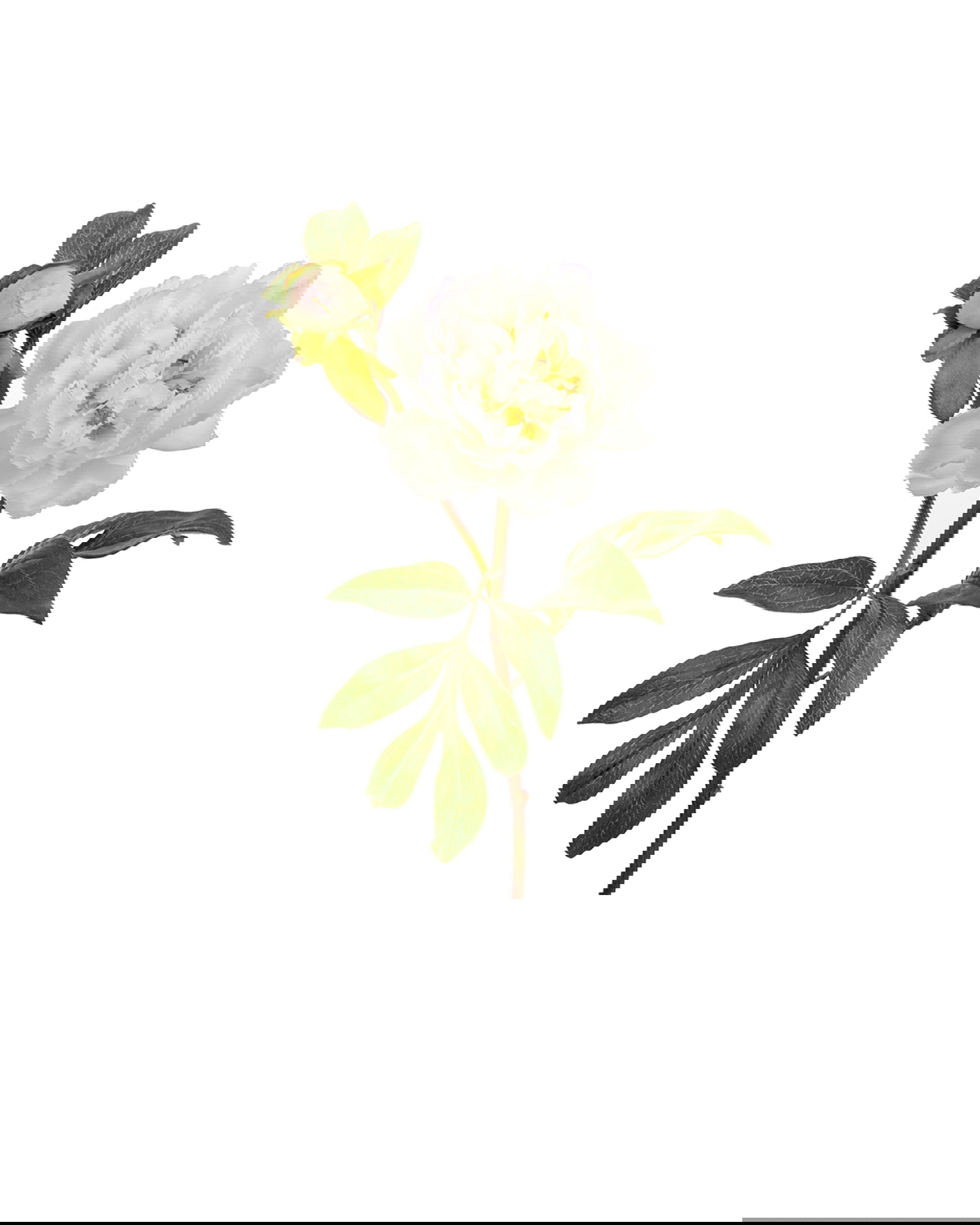 Peony Cut Flower White