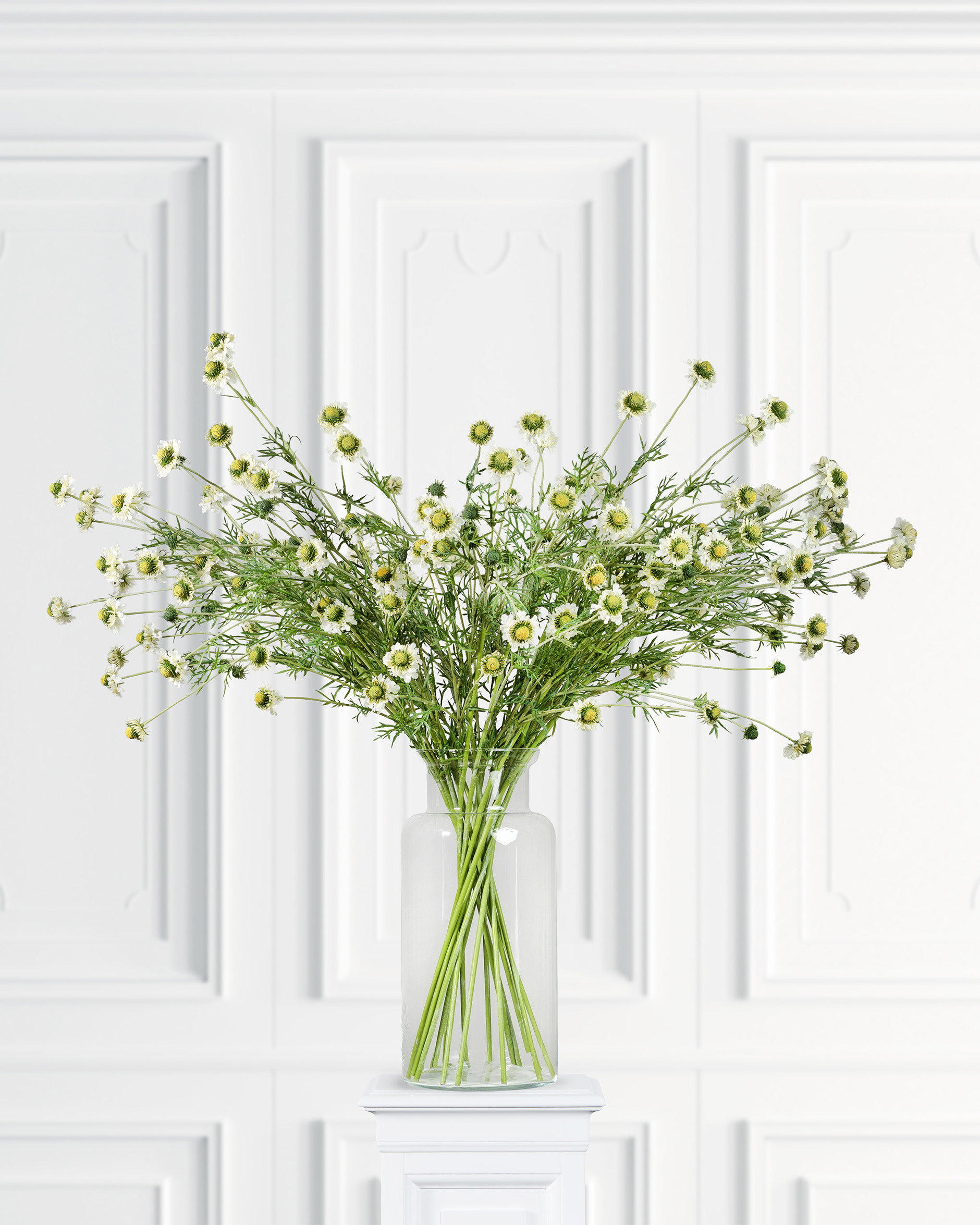 Scabiosa Cut Flower White