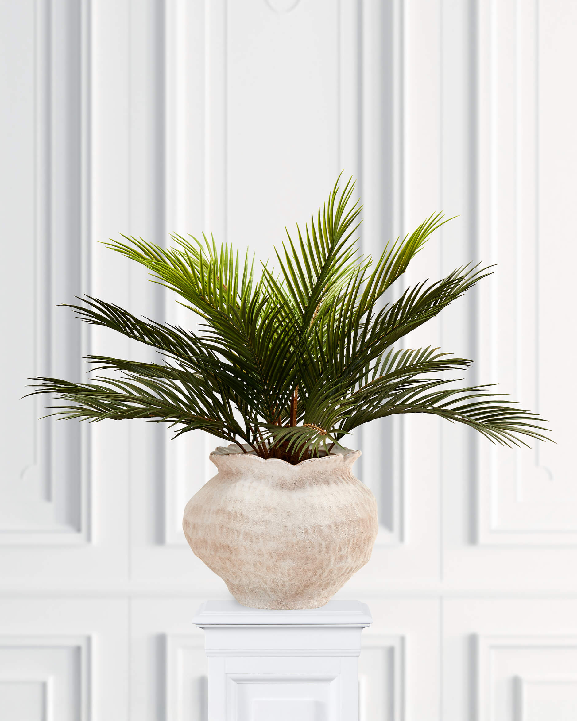 Cycas krukväxt grön