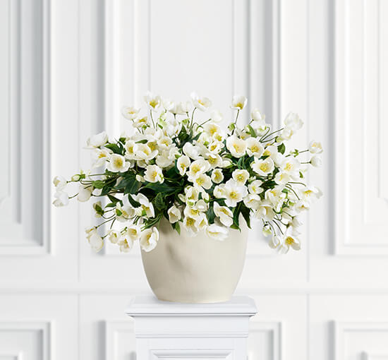 Hvit - Julerose snittblomst hvit