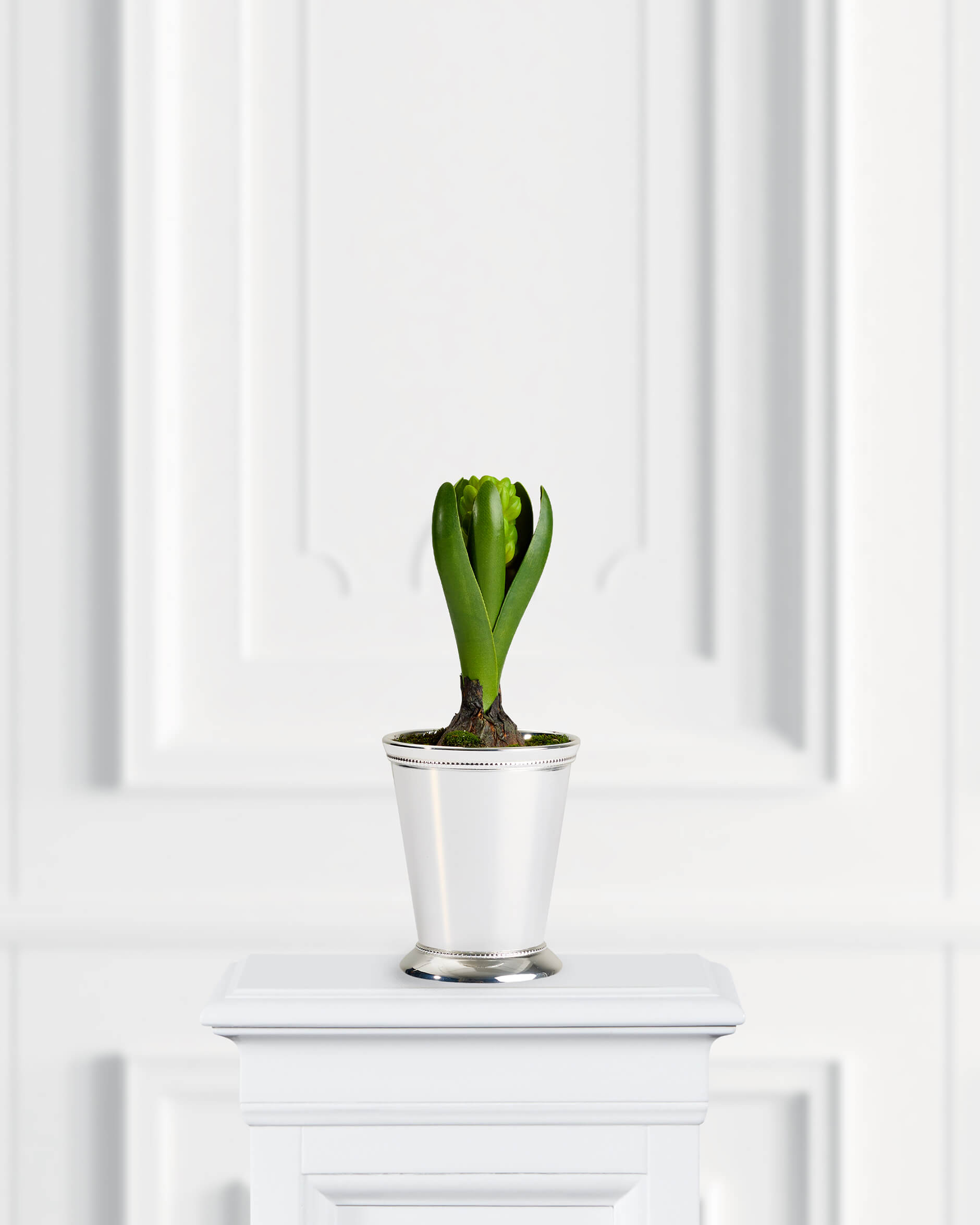 Hyacint konstväxt grön